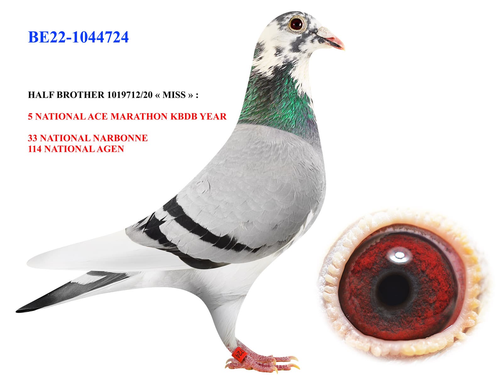 pigeon: undefined