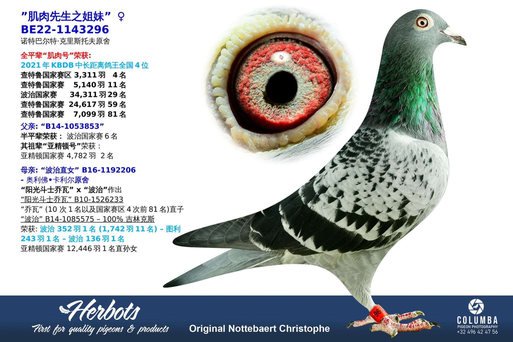 pigeon: undefined