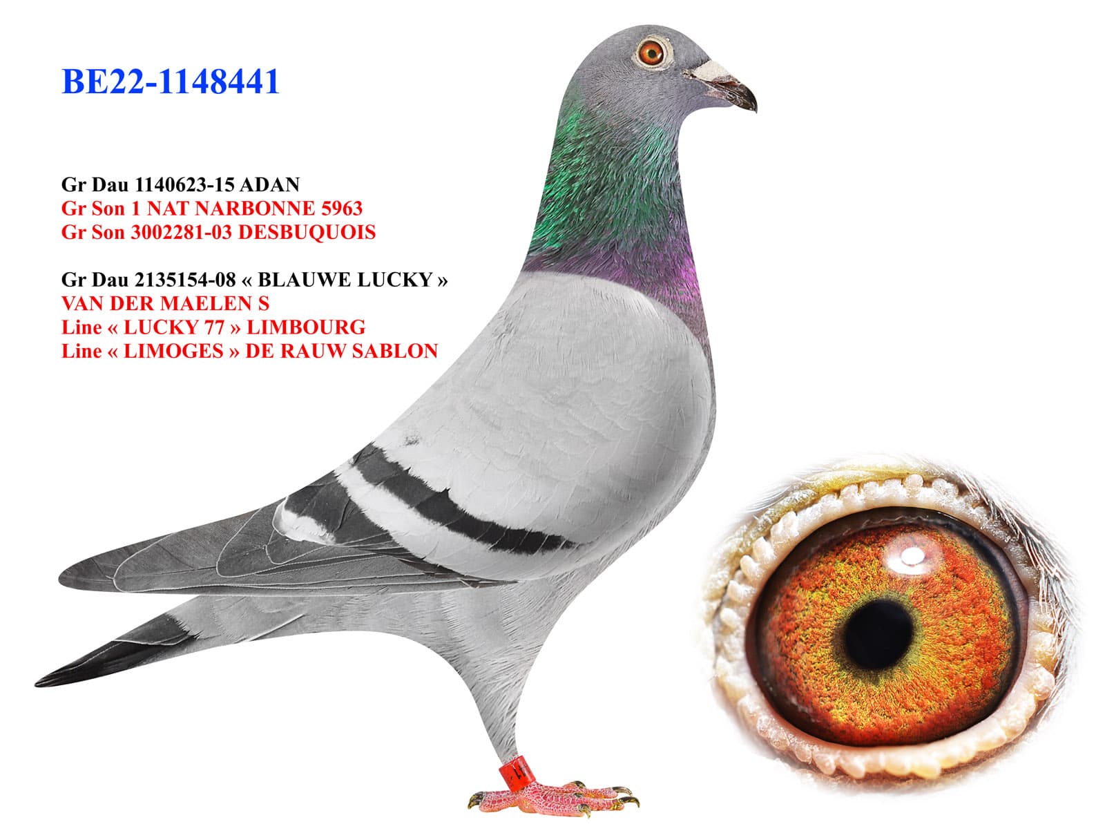 pigeon: undefined