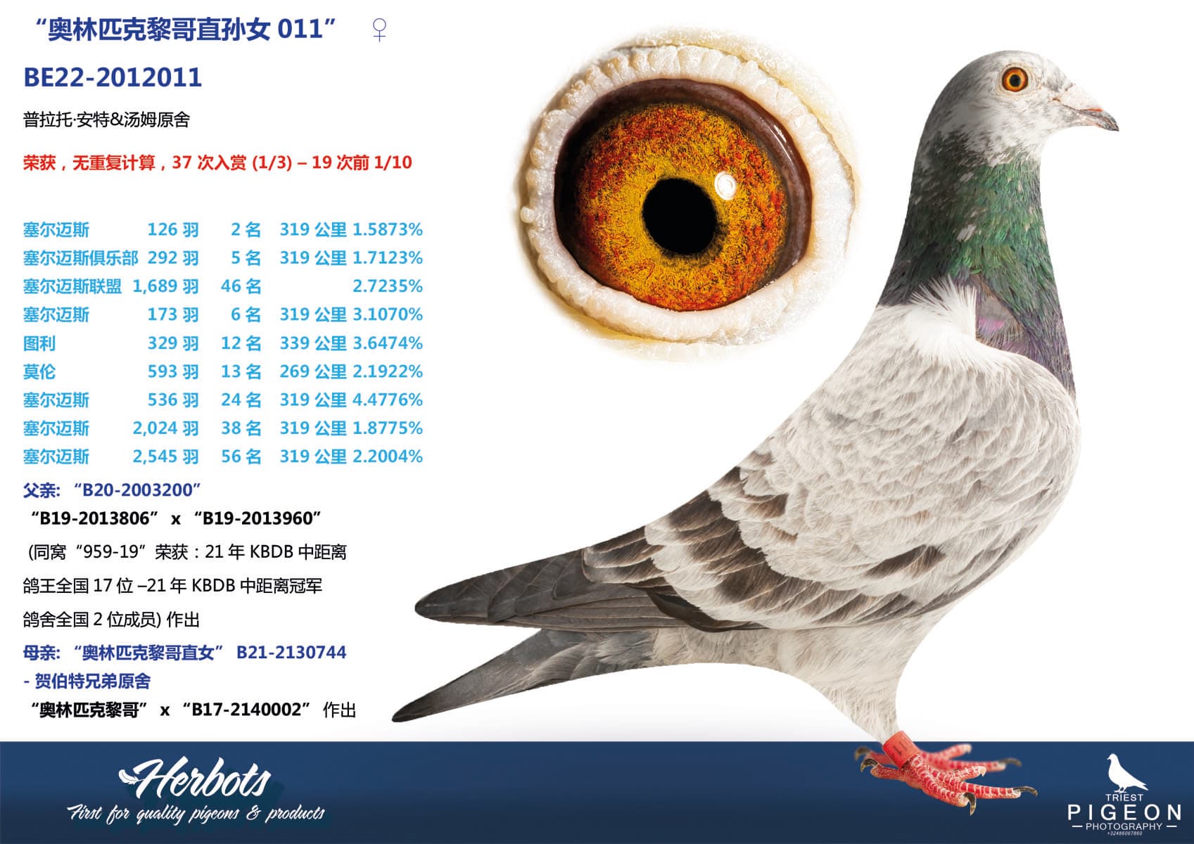 pigeon: “奥林匹克黎哥直孙女011”