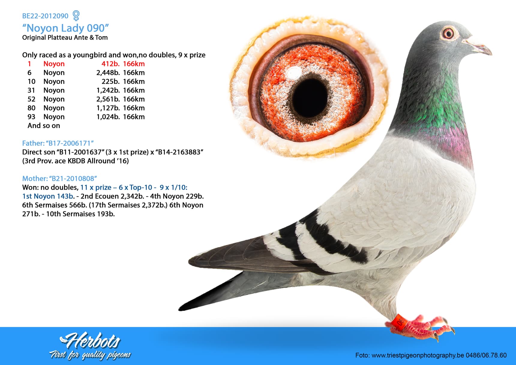 pigeon: “Noyon Lady 090”