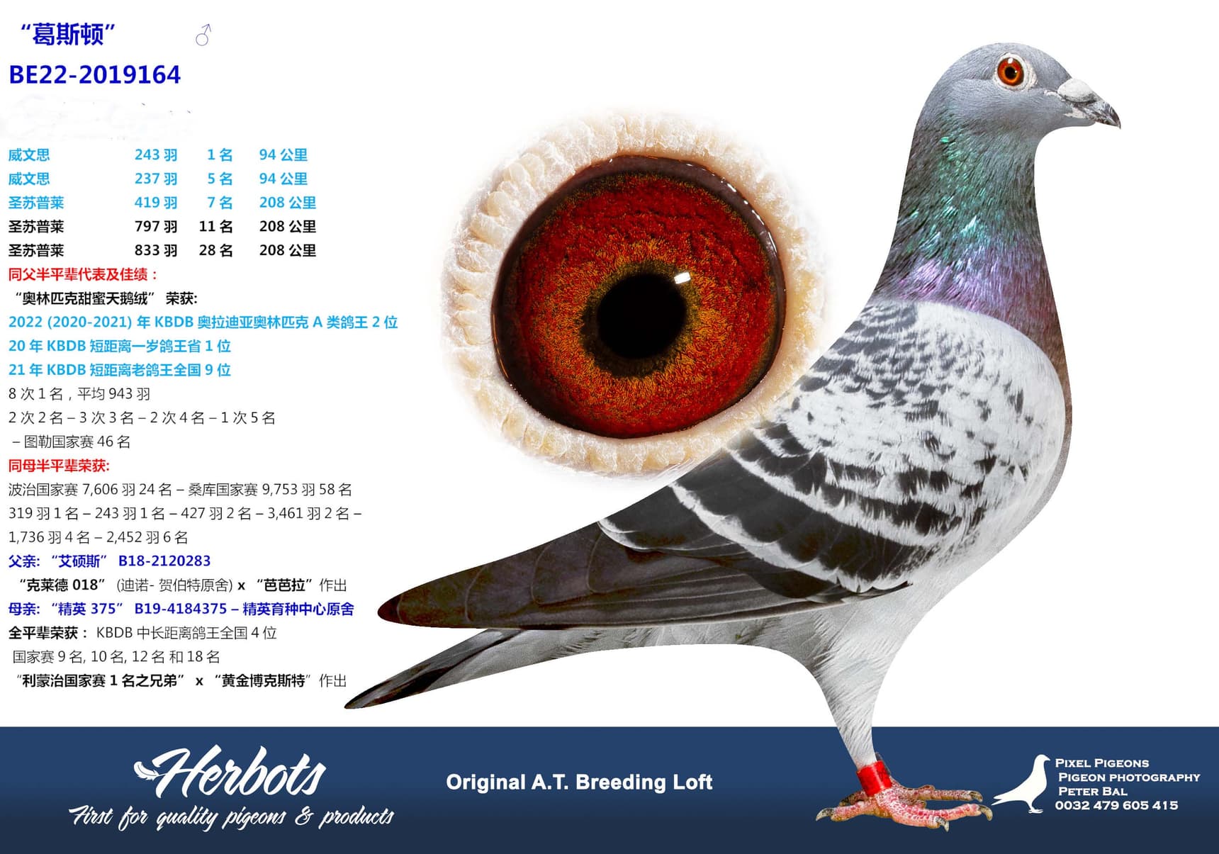 pigeon: undefined