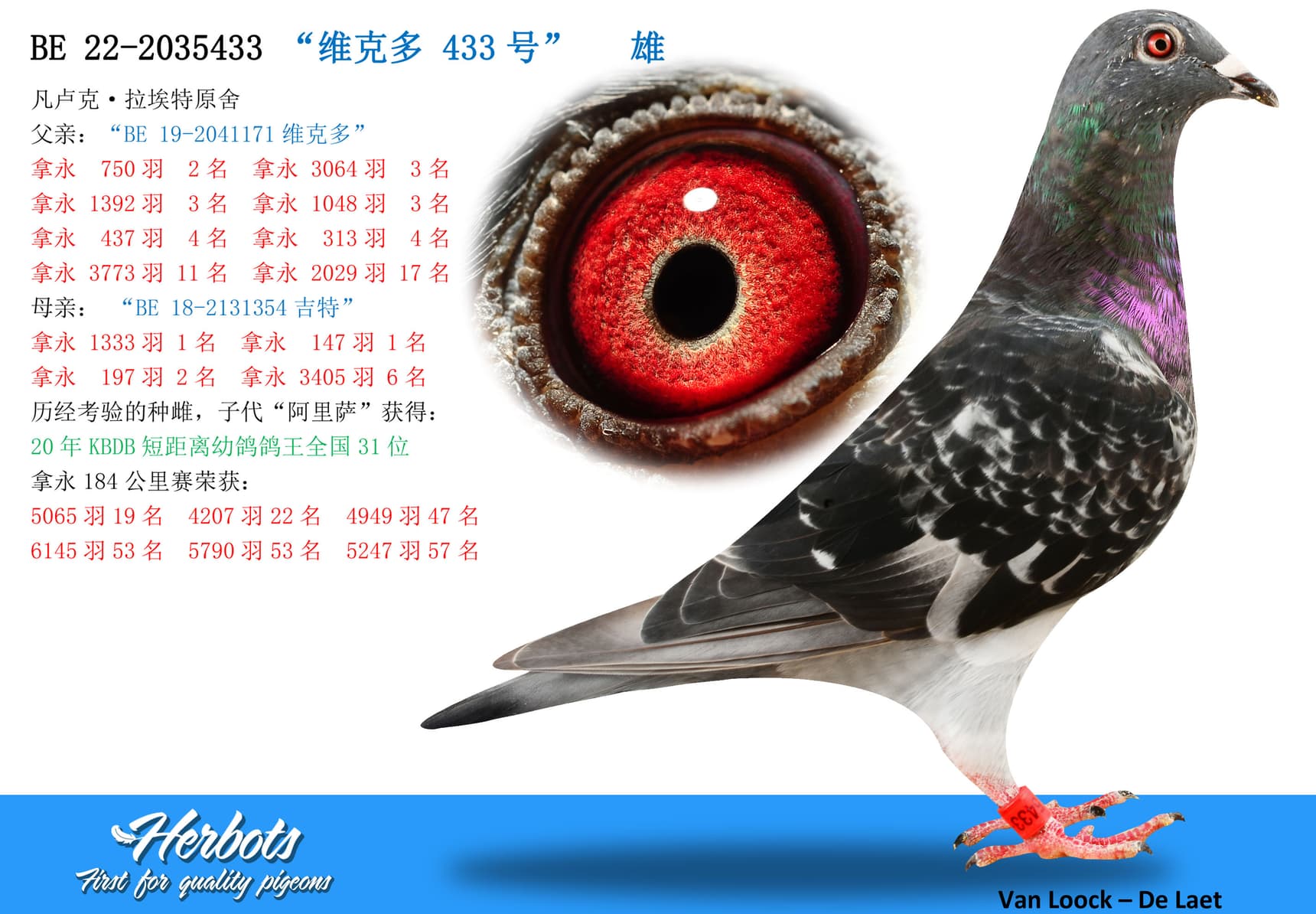 pigeon: “维克多 433号”