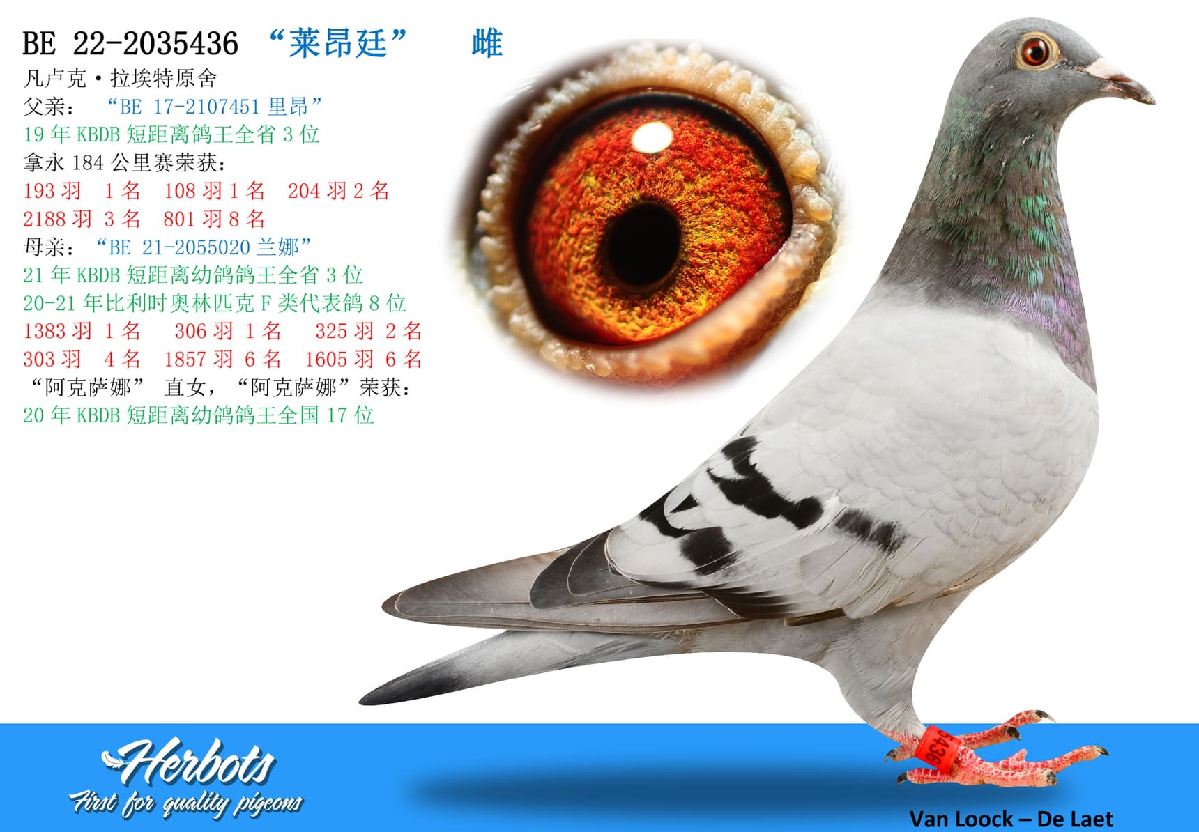 pigeon: undefined