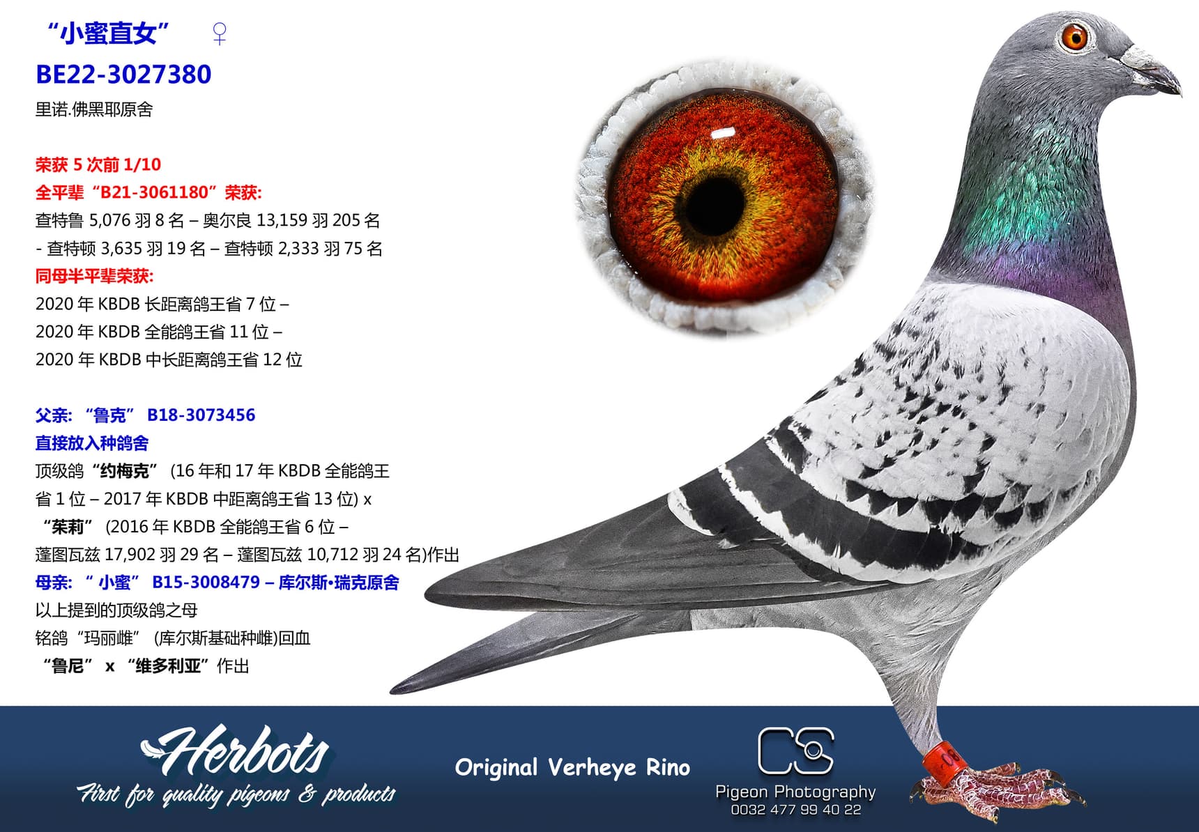 pigeon: “小蜜直女”