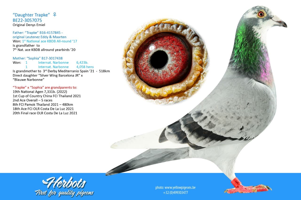 pigeon: “Daughter Trapke”