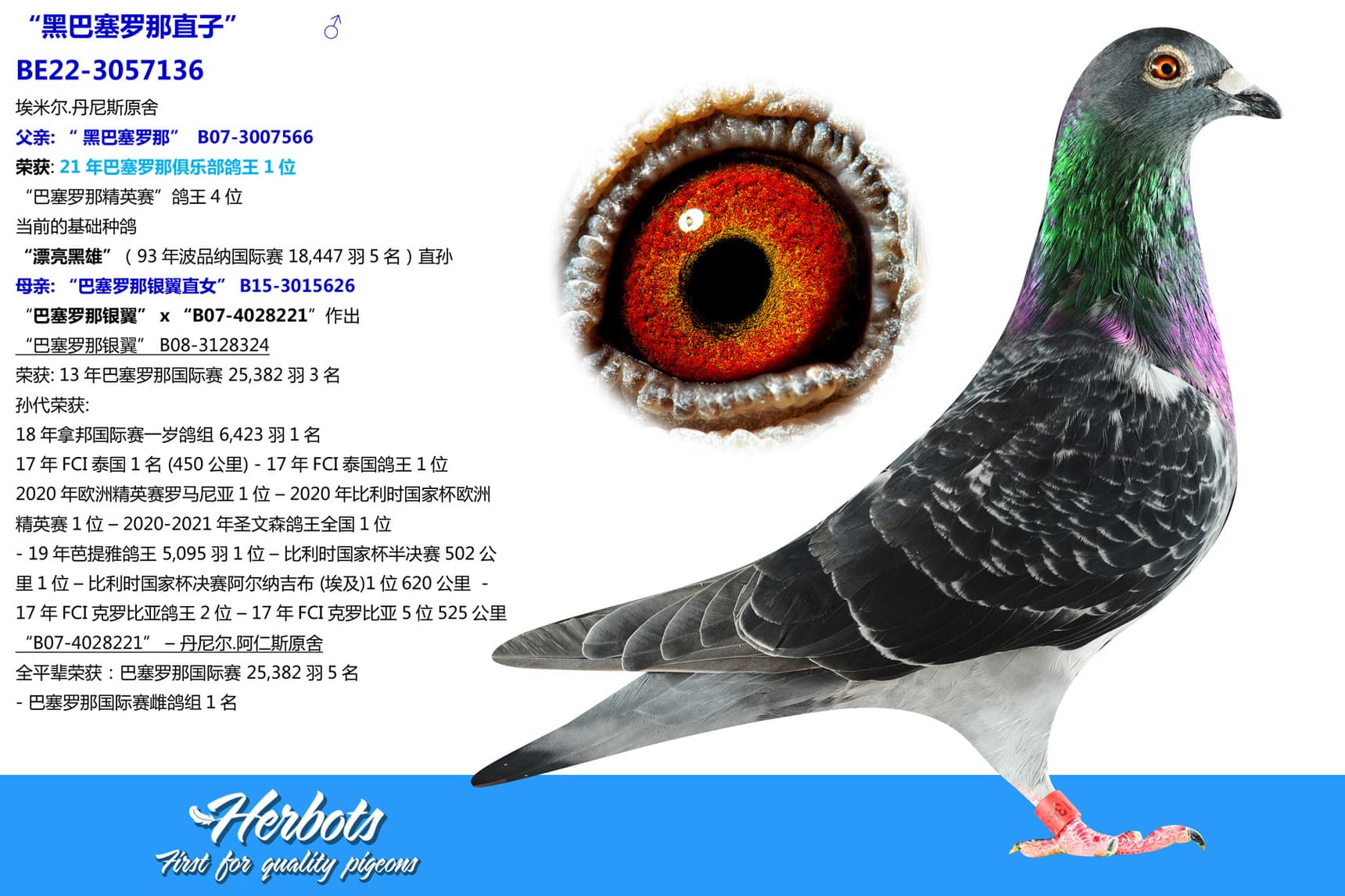 pigeon: undefined