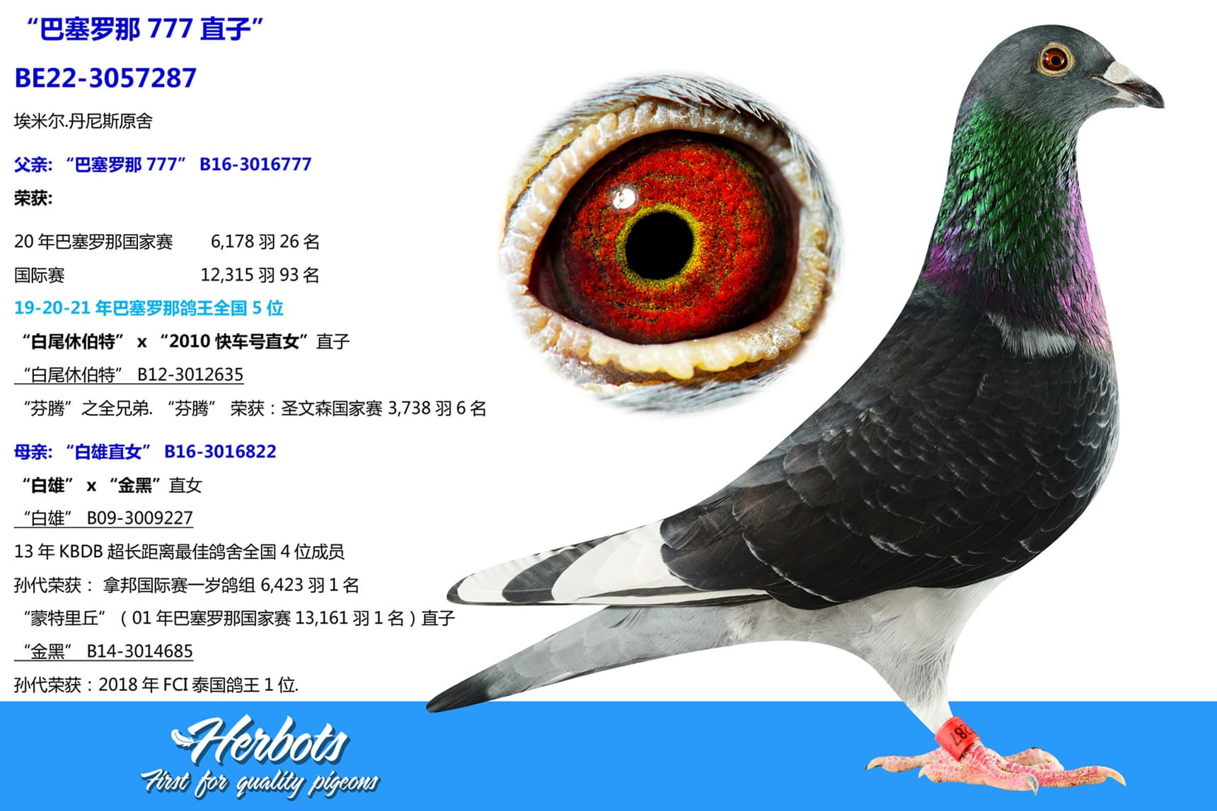 pigeon: “巴塞罗那777直子”