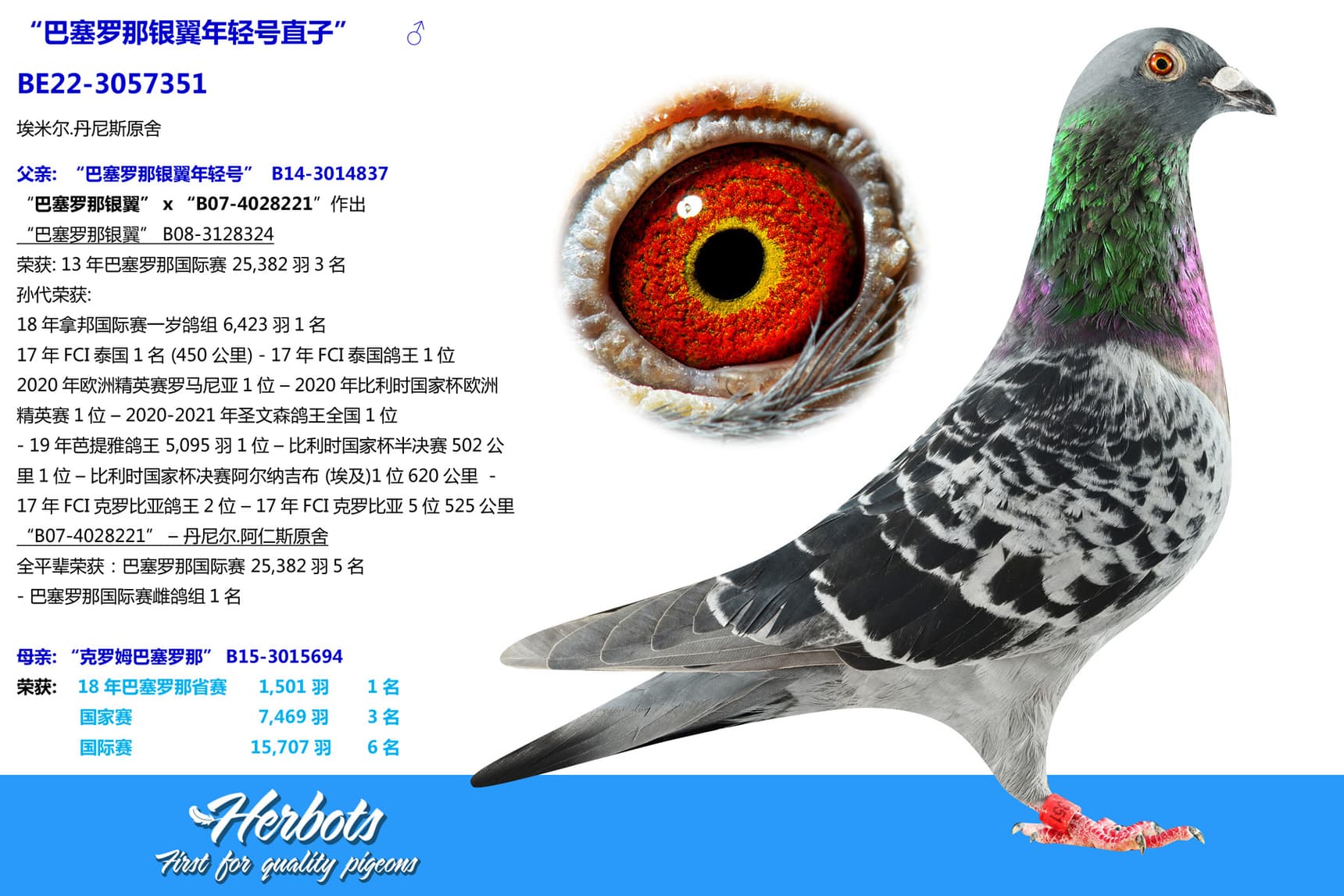 pigeon: undefined