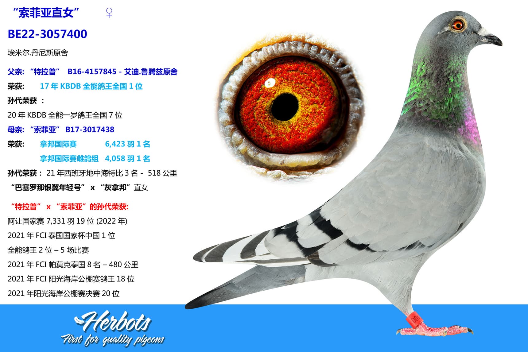 pigeon: “索菲亚直女”