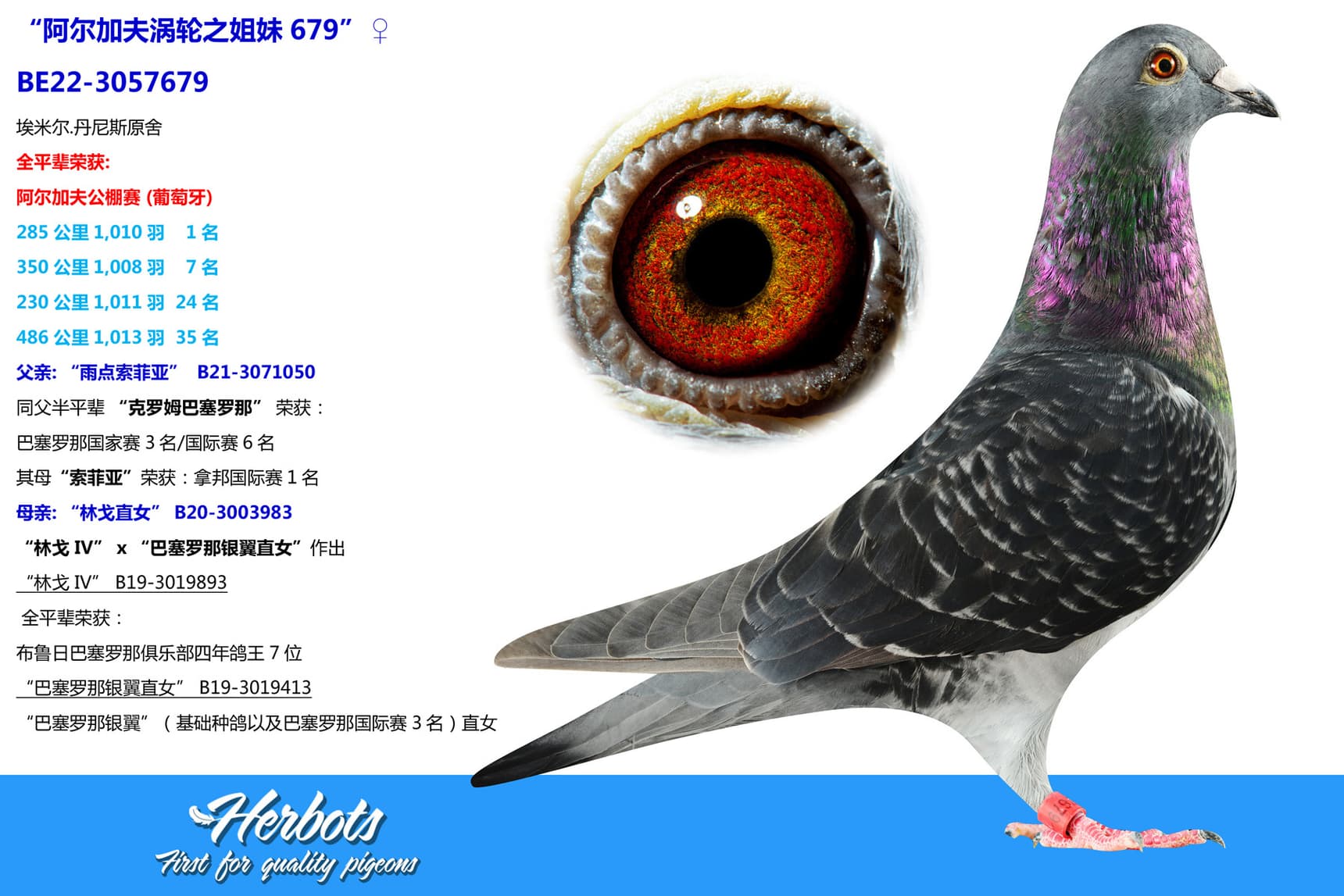 pigeon: undefined