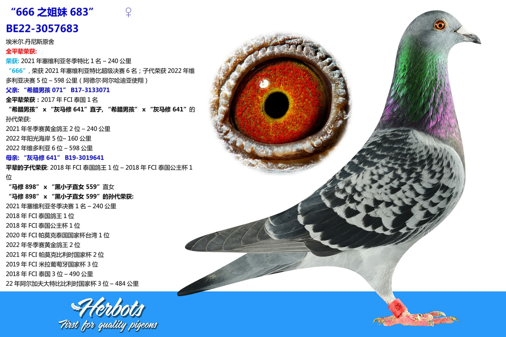 pigeon: “666之姐妹683”