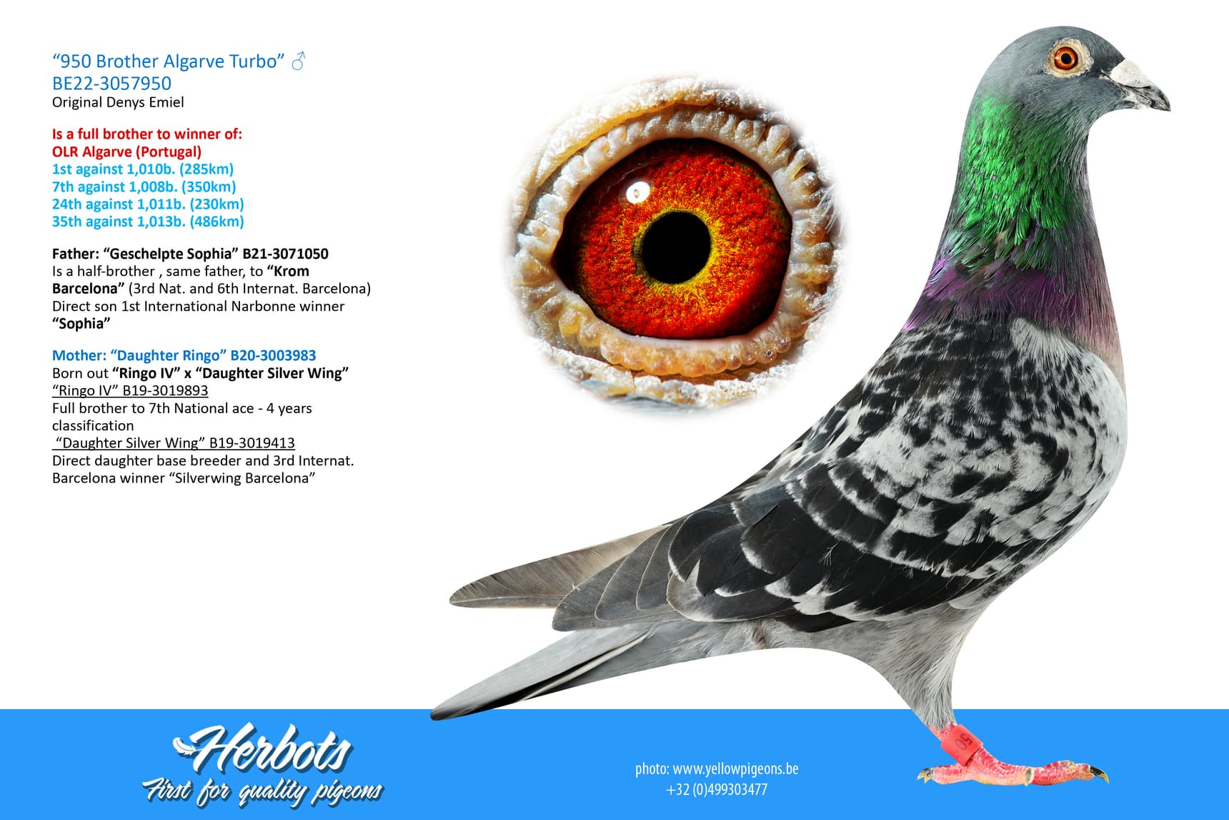 pigeon: “950 Brother Algarve Turbo”