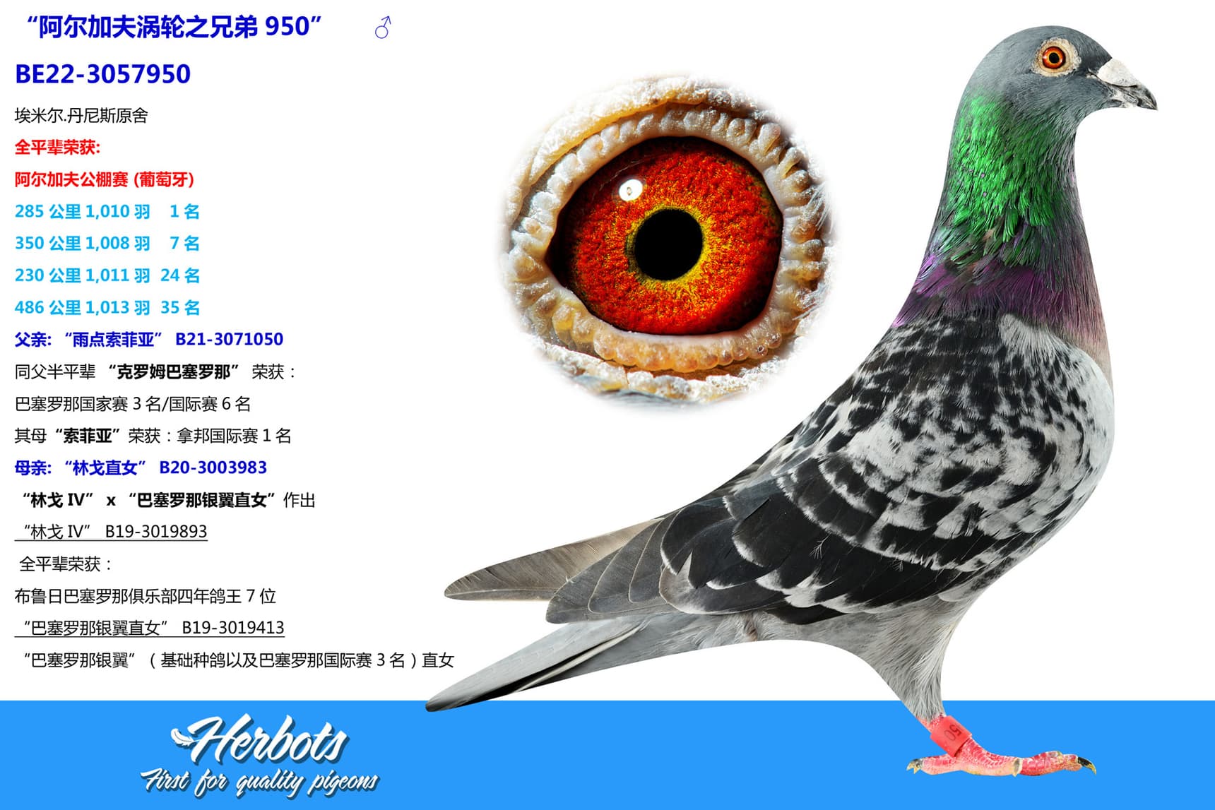 pigeon: undefined