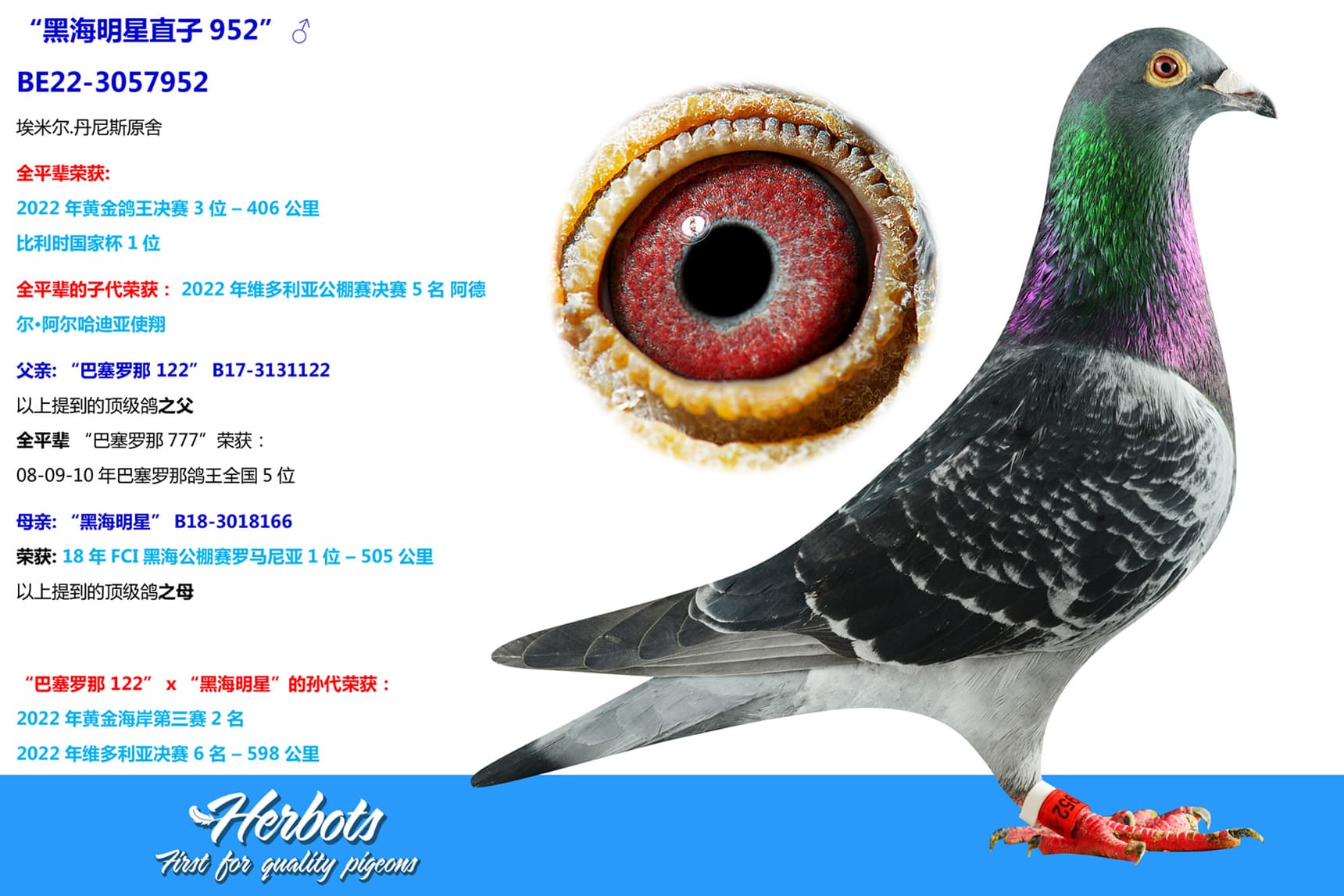 pigeon: “黑海明星直子952”