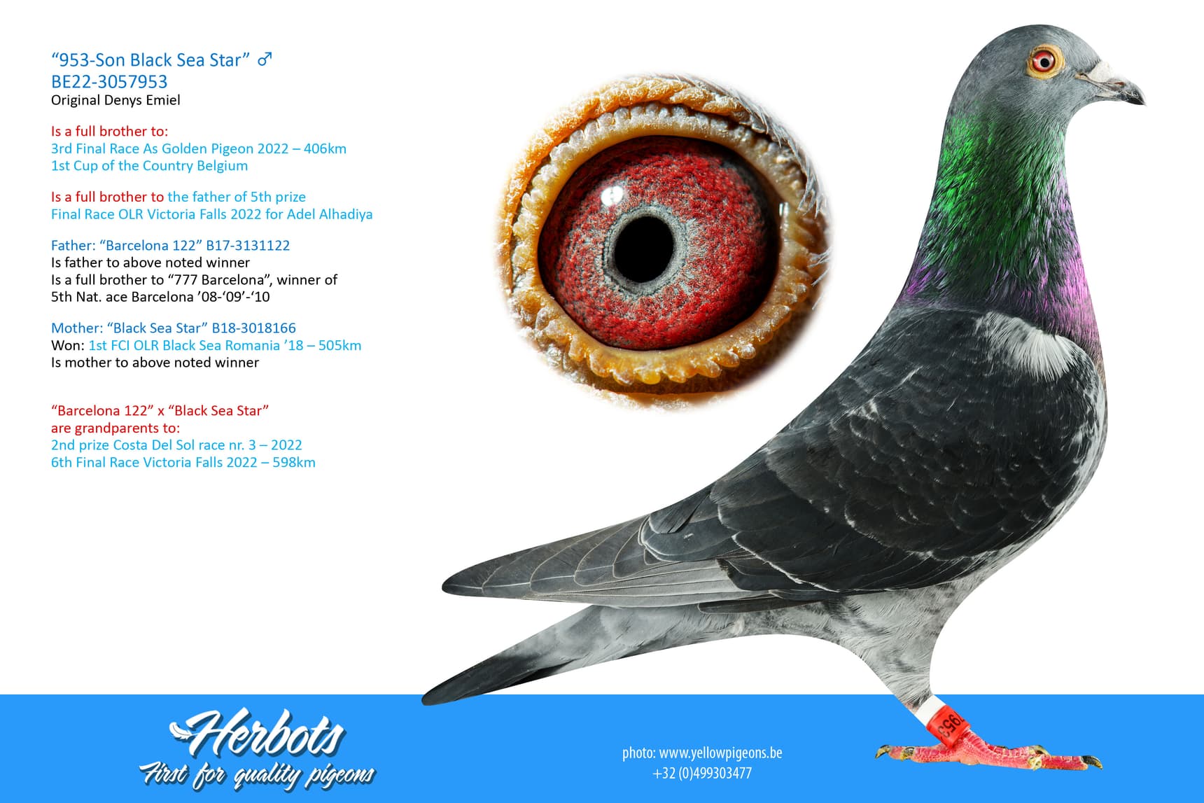 pigeon: “953-Son Black Sea Star”