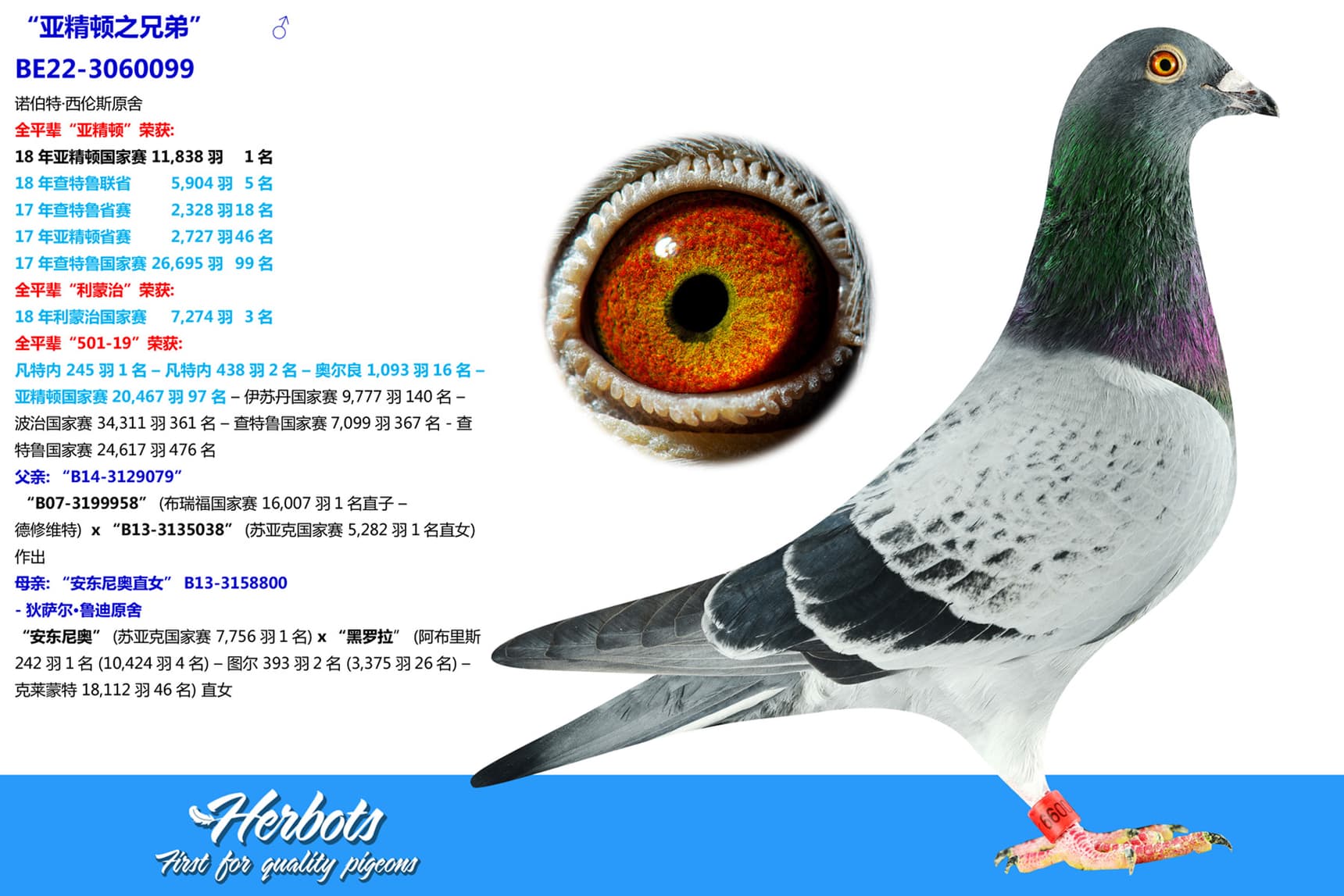 pigeon: “亚精顿之兄弟”