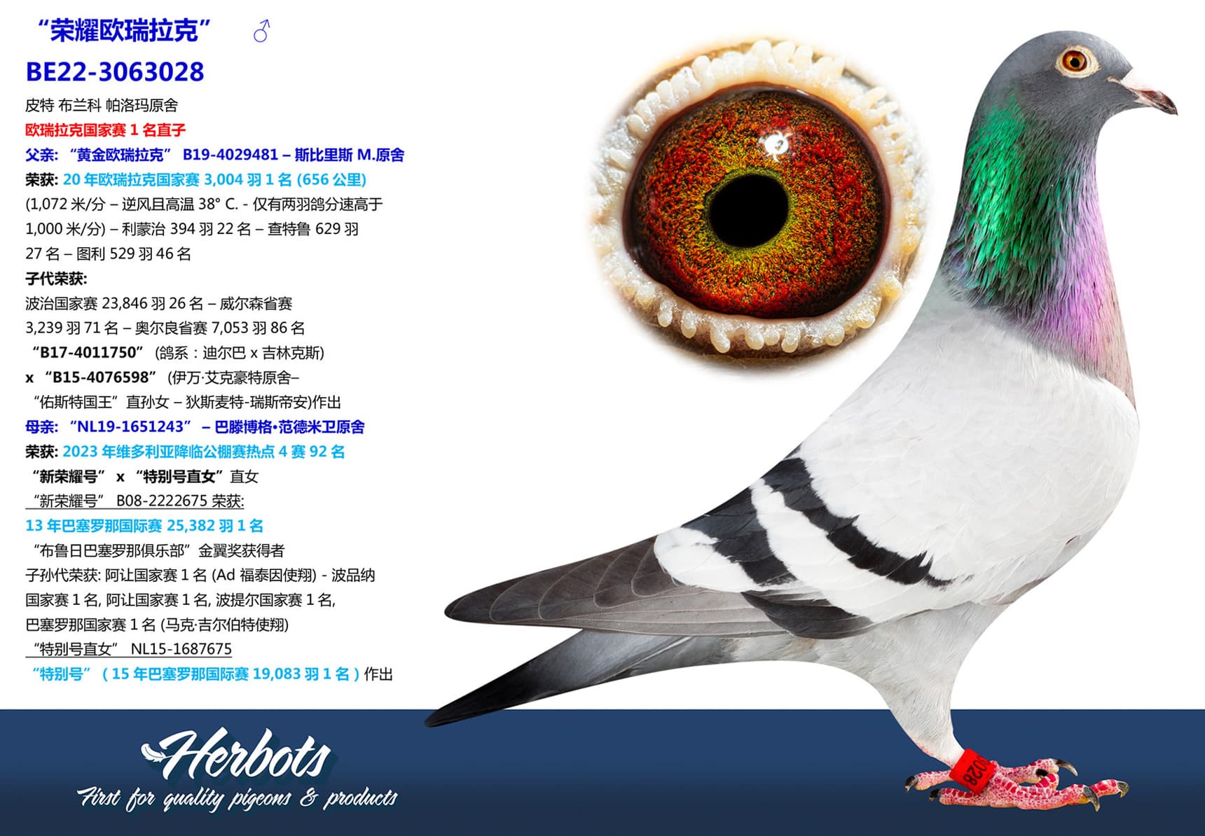 pigeon: “荣耀欧瑞拉克”