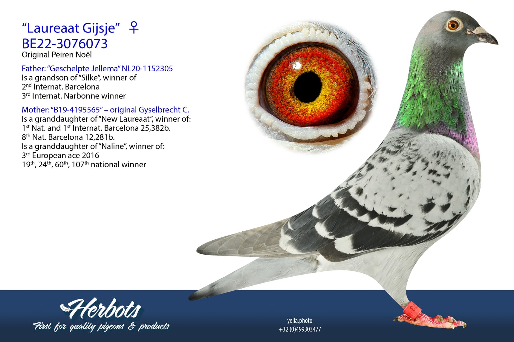 pigeon: “Laureaat Gijsje”