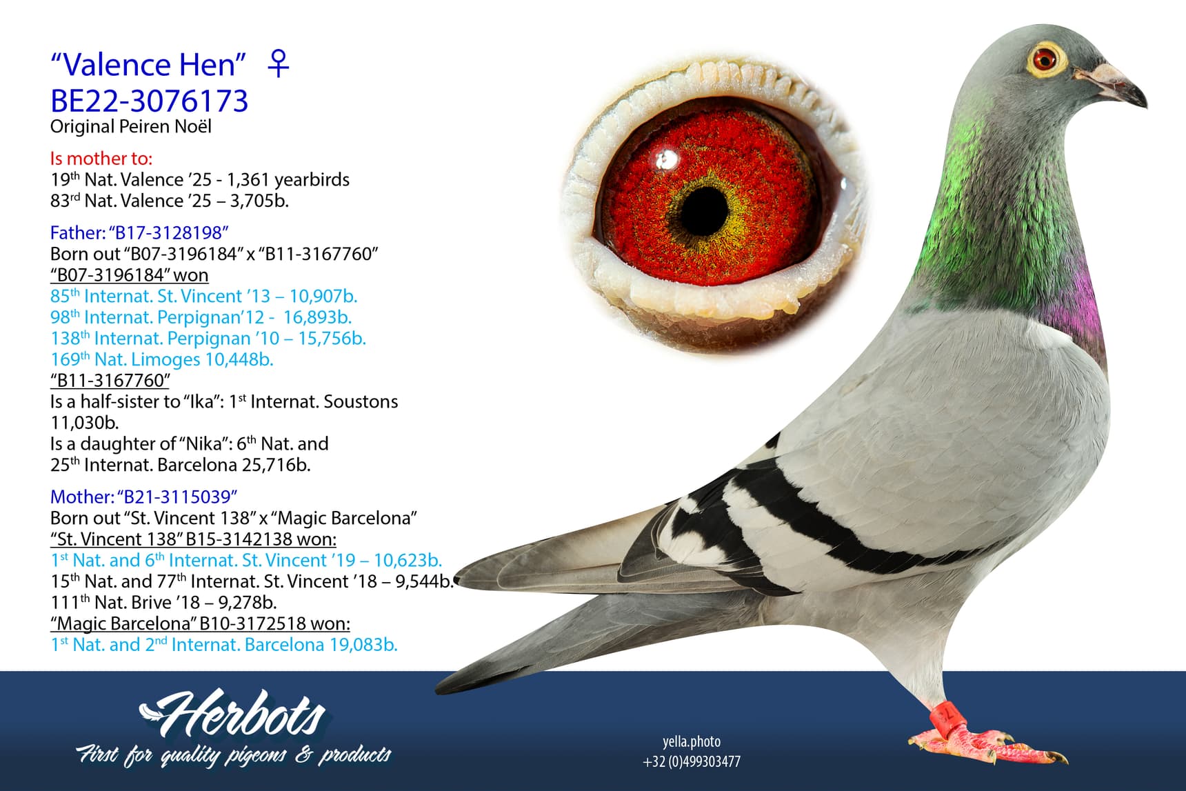 pigeon: “Valence Hen”