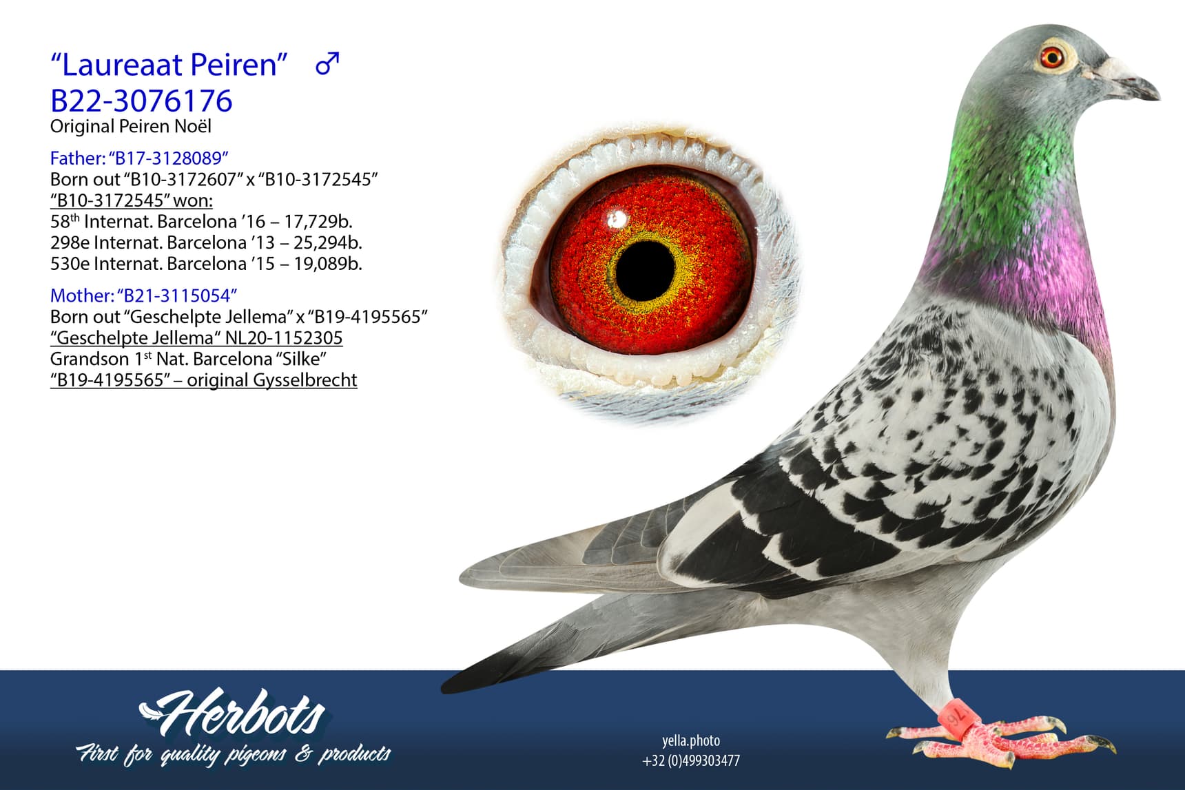 pigeon: undefined