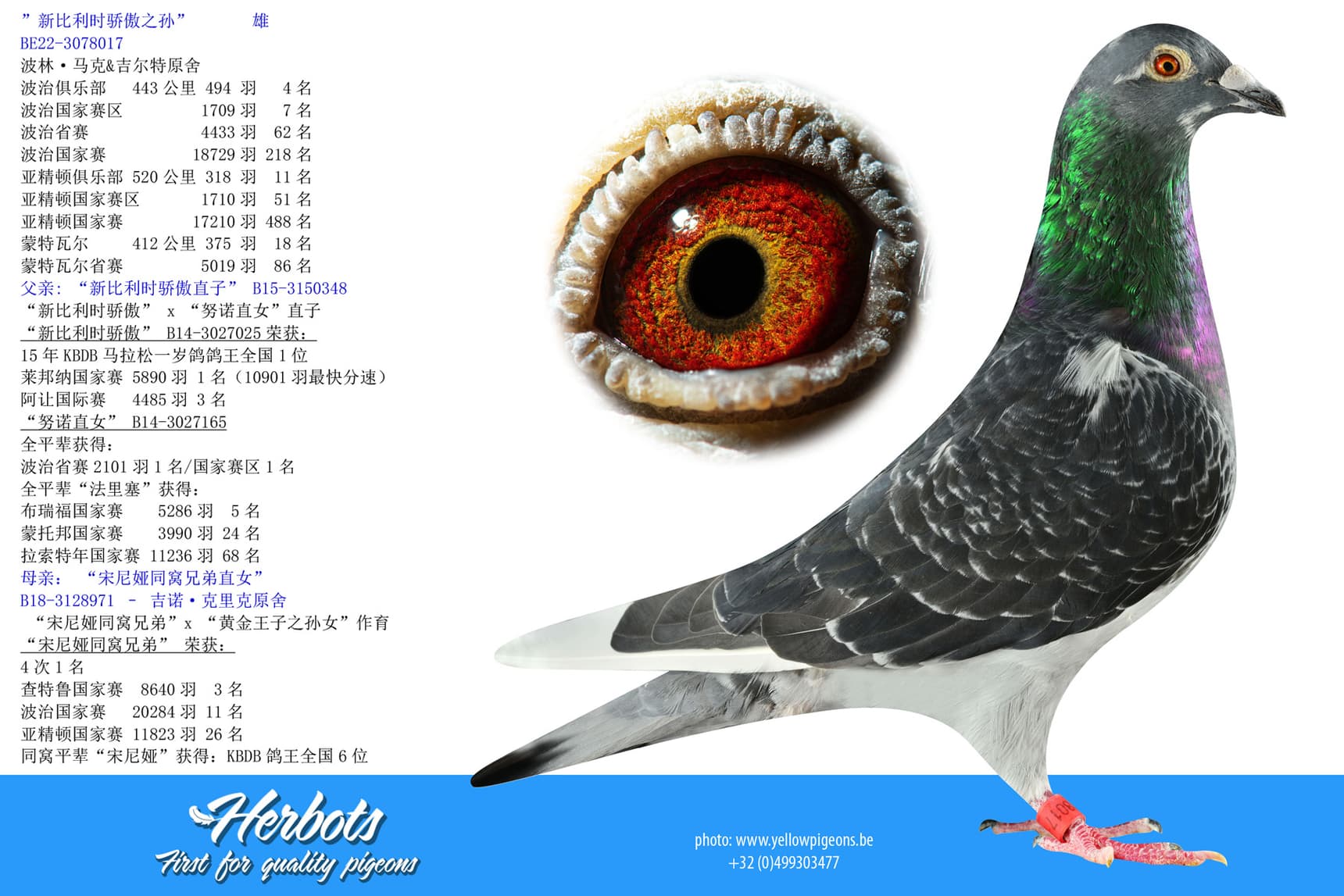 pigeon: ”新比利时骄傲之孙”