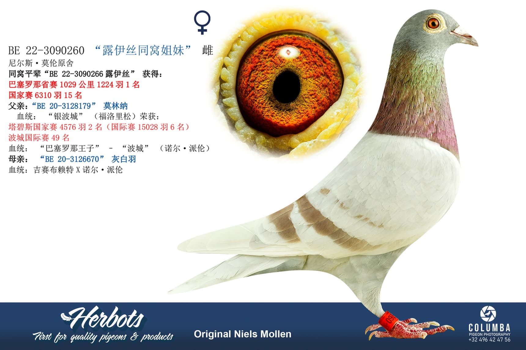 pigeon: “露伊丝同窝姐妹”
