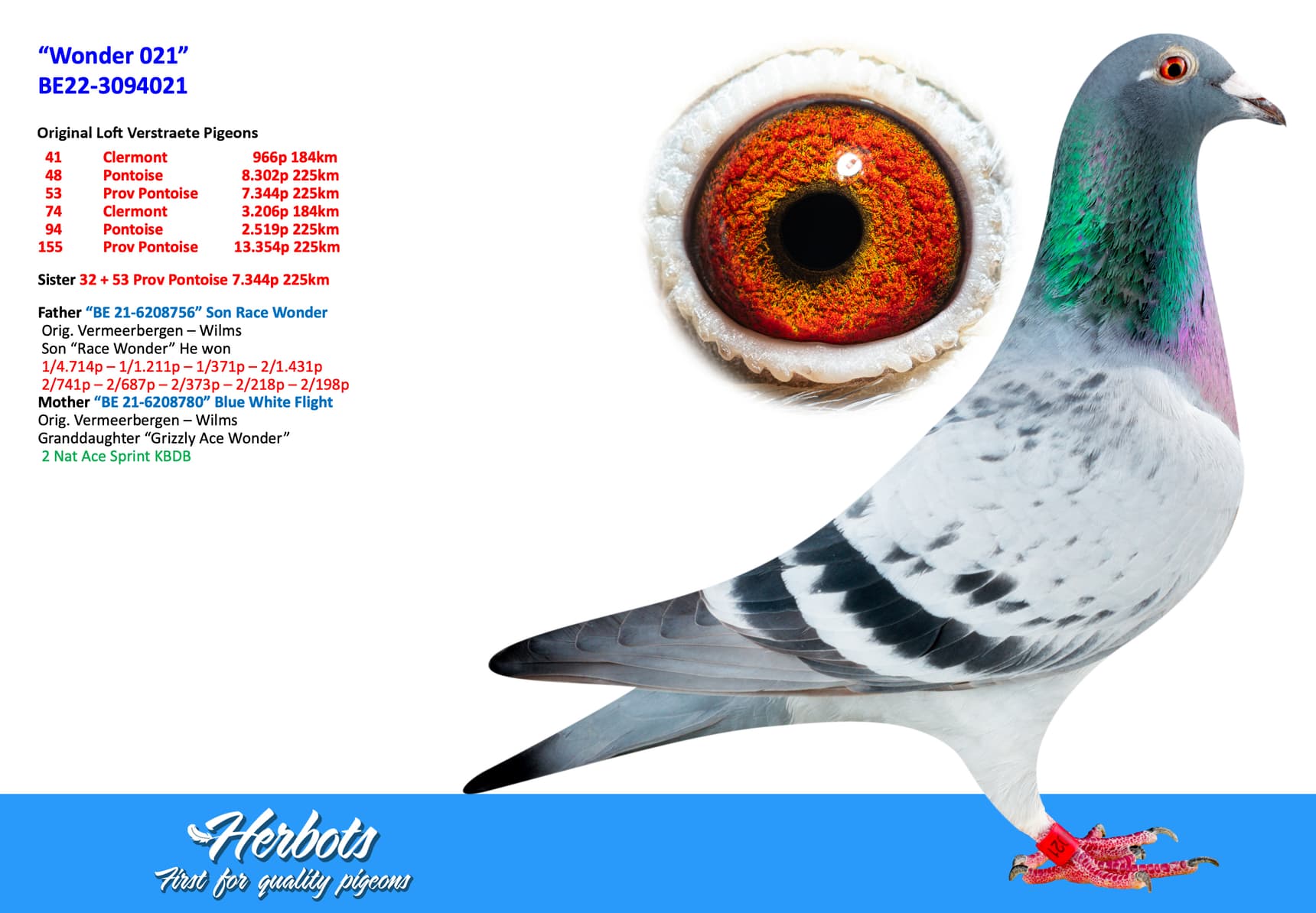 pigeon: “Wonder 021”