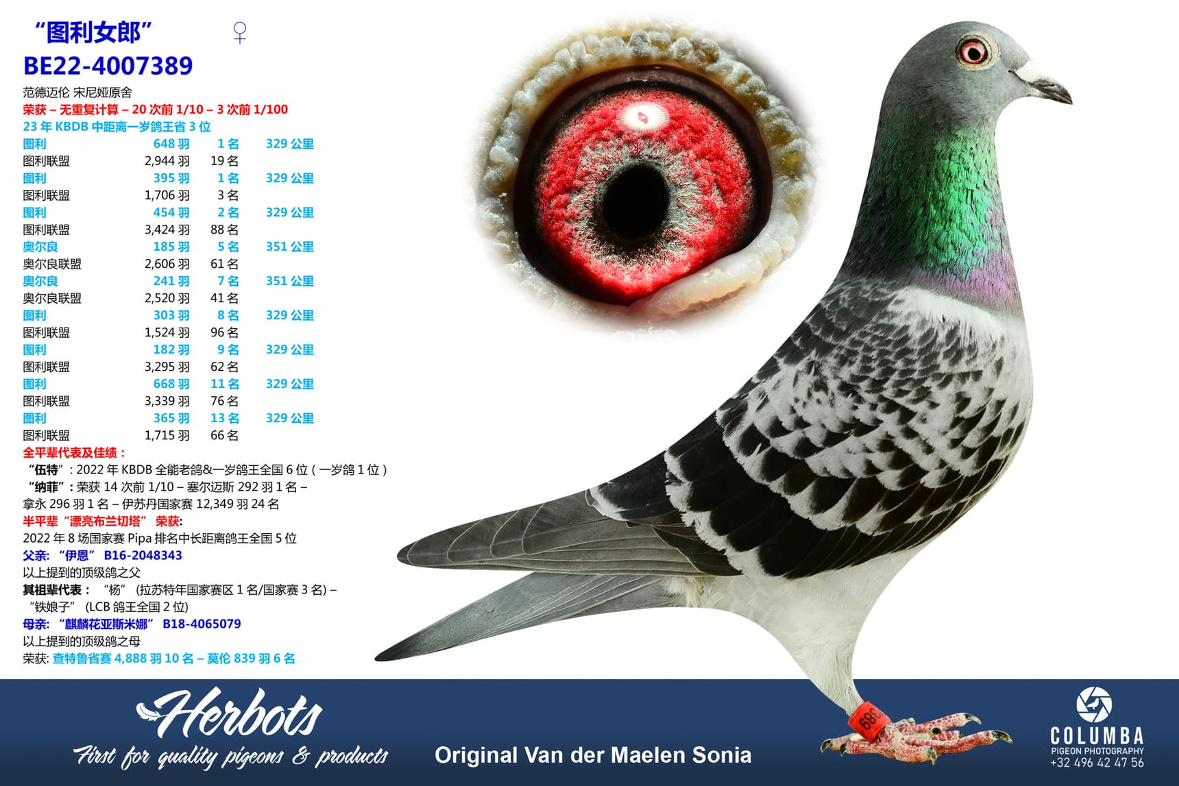 pigeon: “图利女郎”