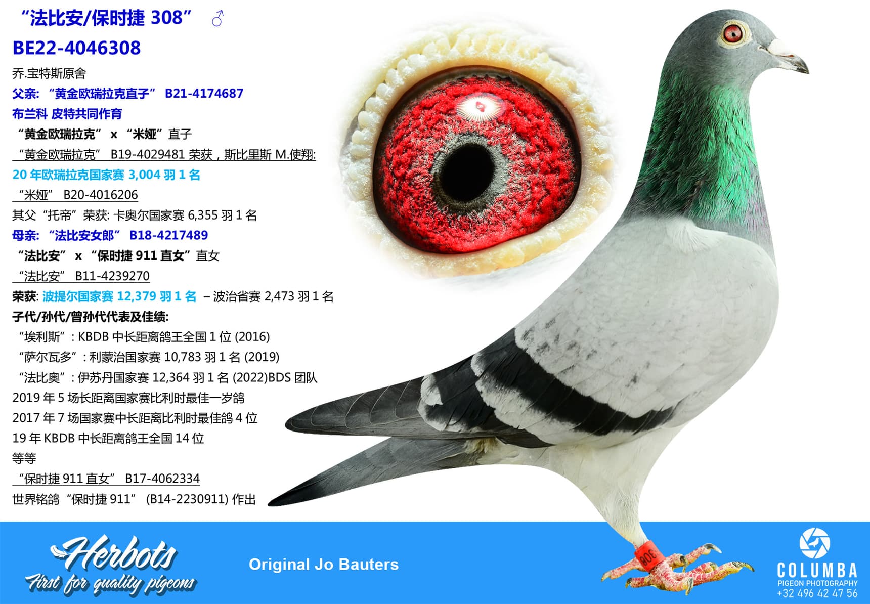 pigeon: undefined