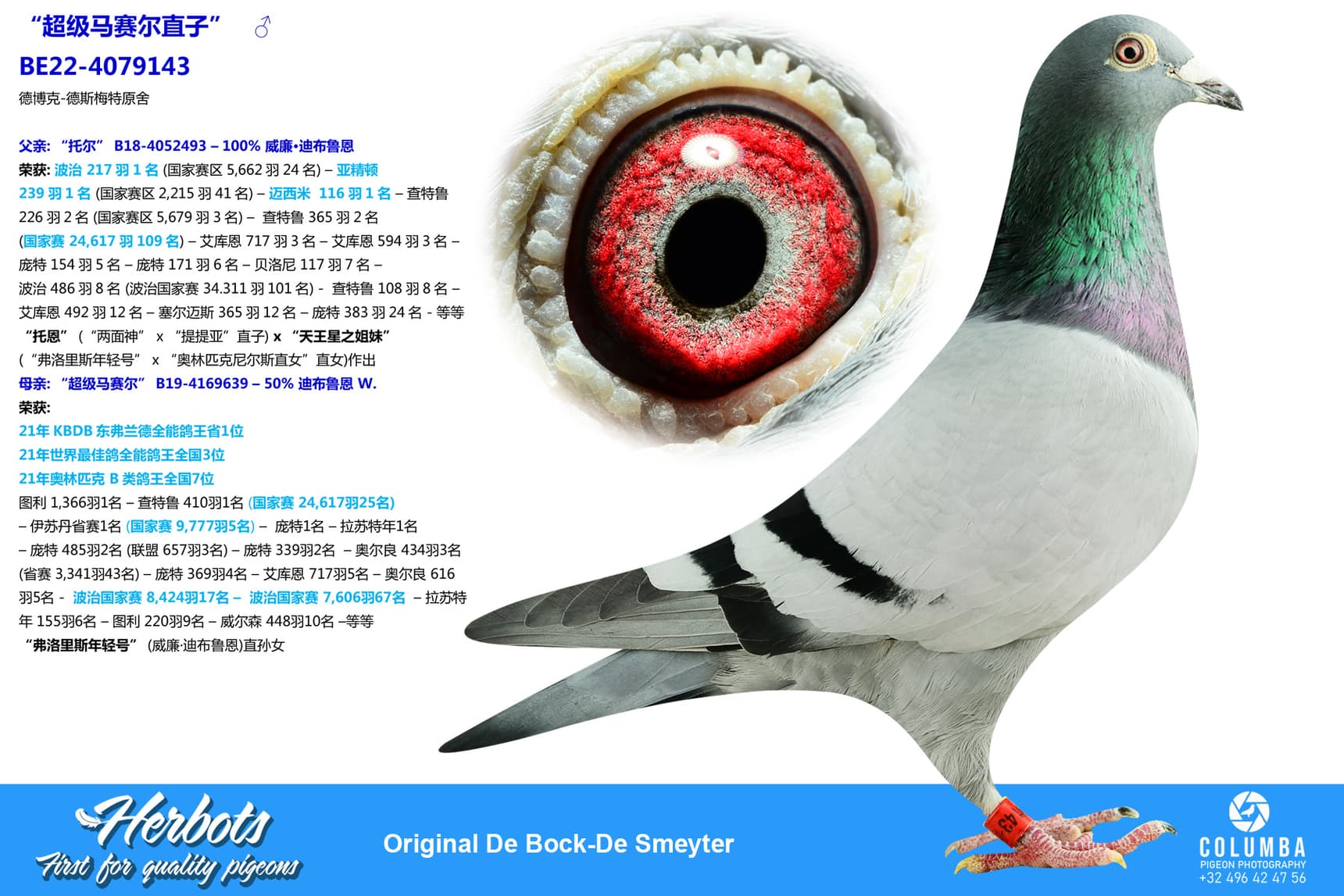 pigeon: “超级马赛尔直子”