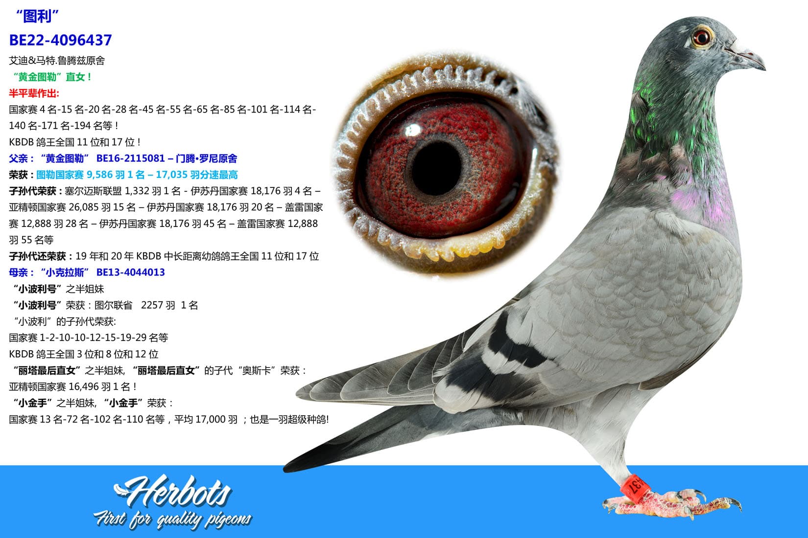 pigeon: “图利”