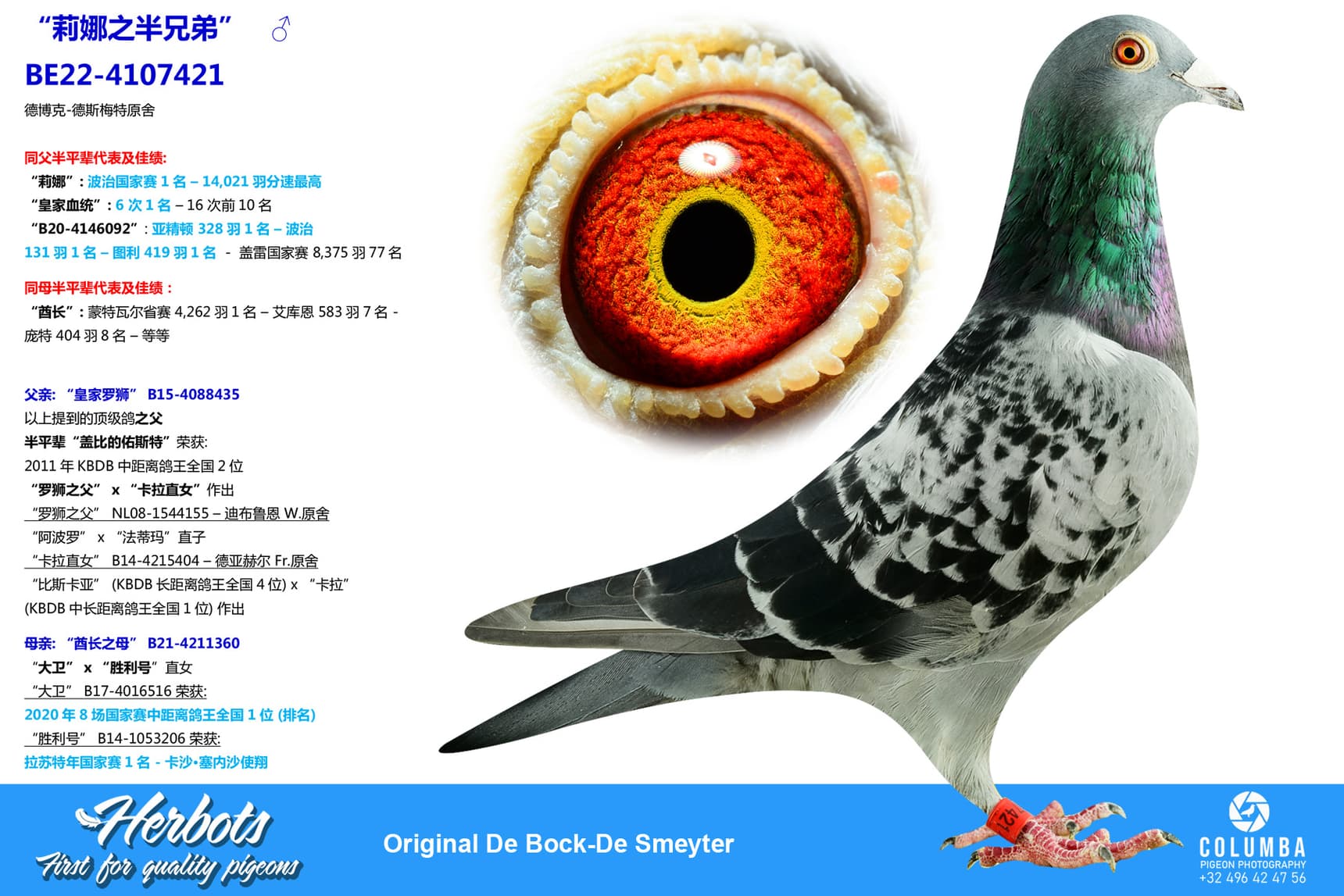 pigeon: “莉娜之半兄弟”