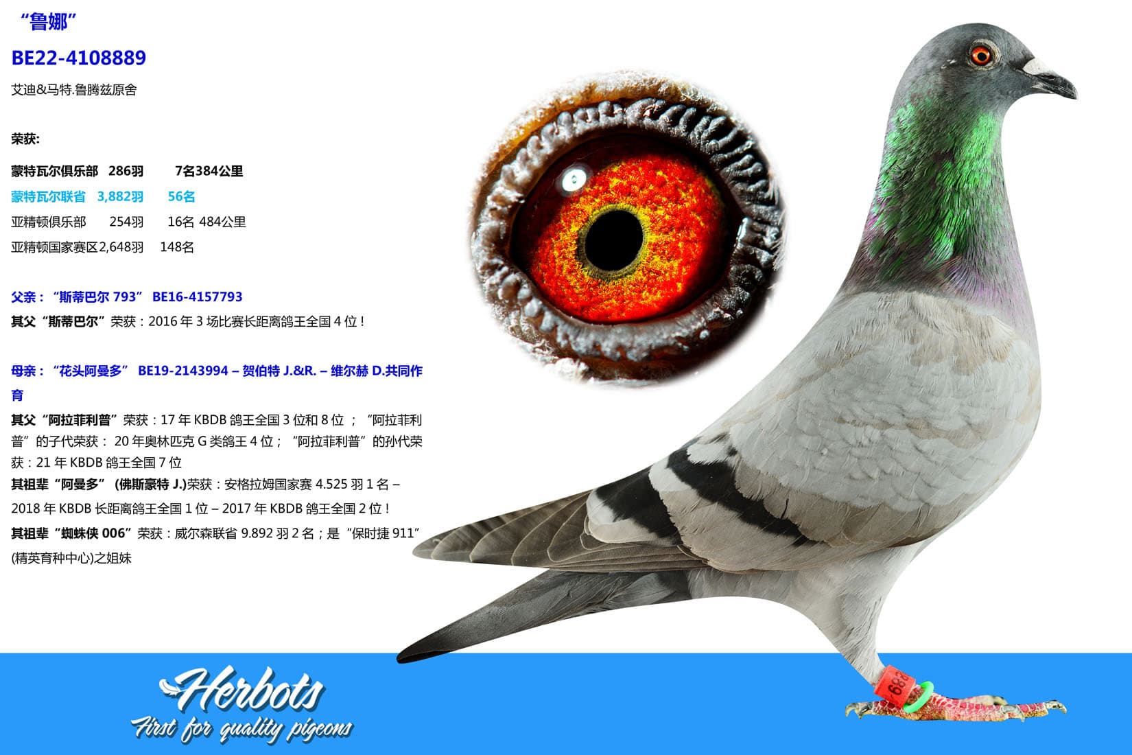 pigeon: undefined