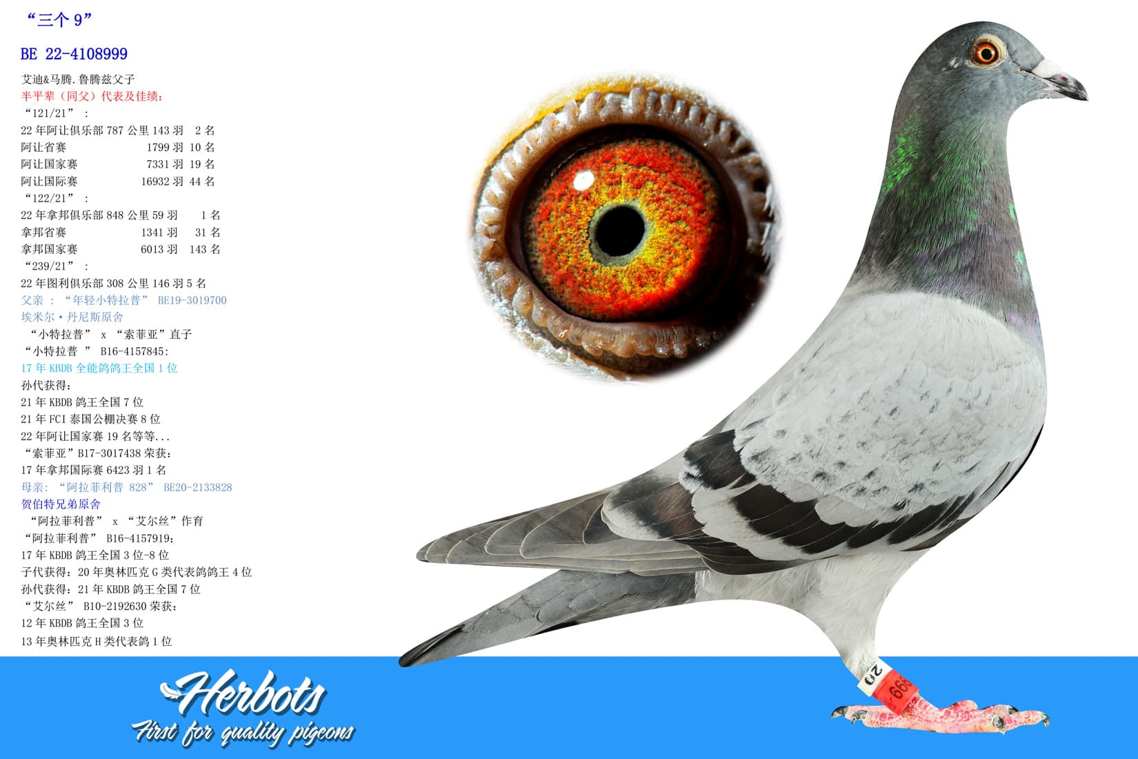 pigeon: undefined