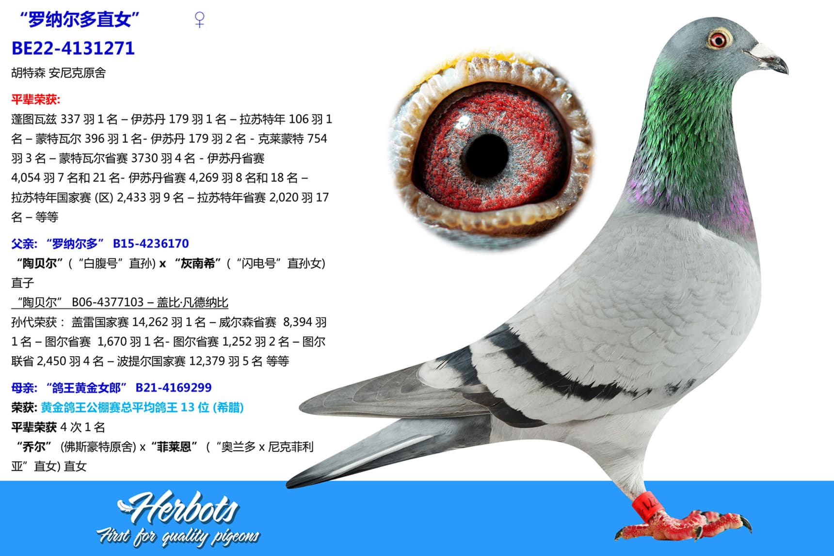 pigeon: “罗纳尔多直女”