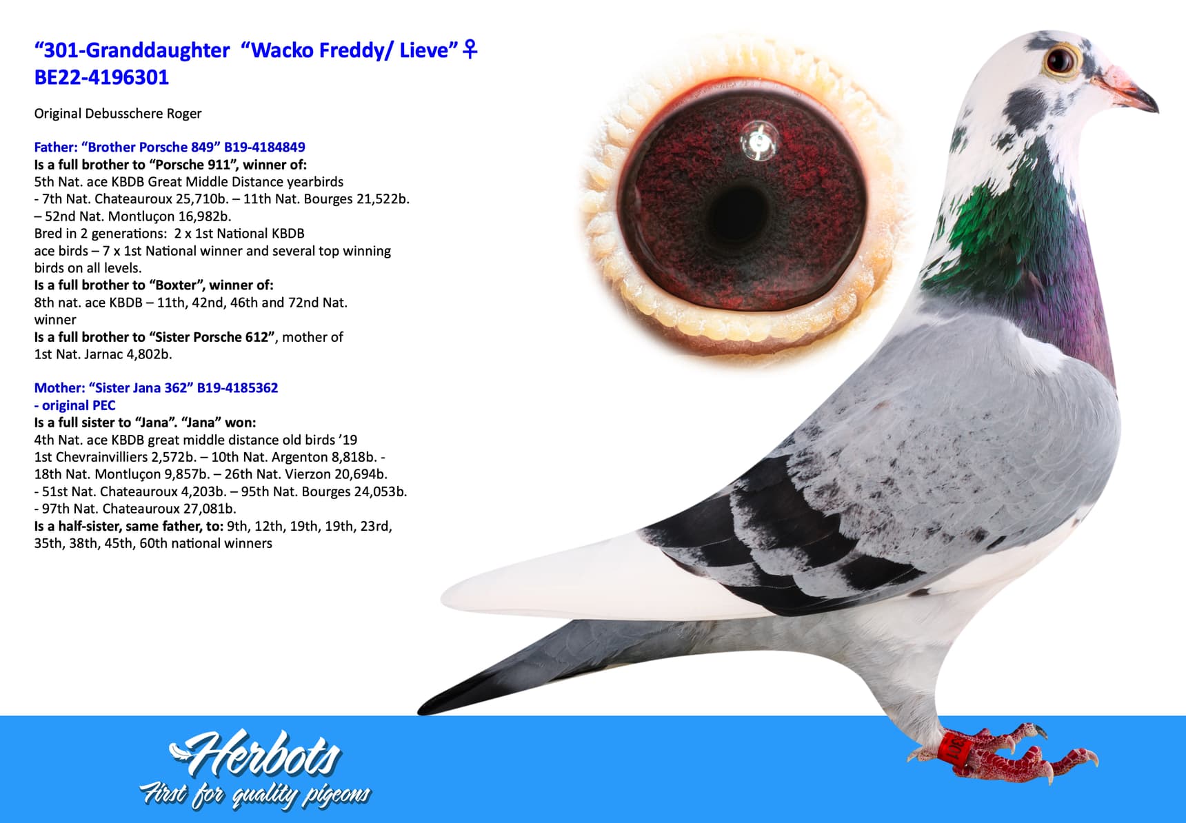 pigeon: “301-Granddaughter Wacko Freddy/ Lieve”