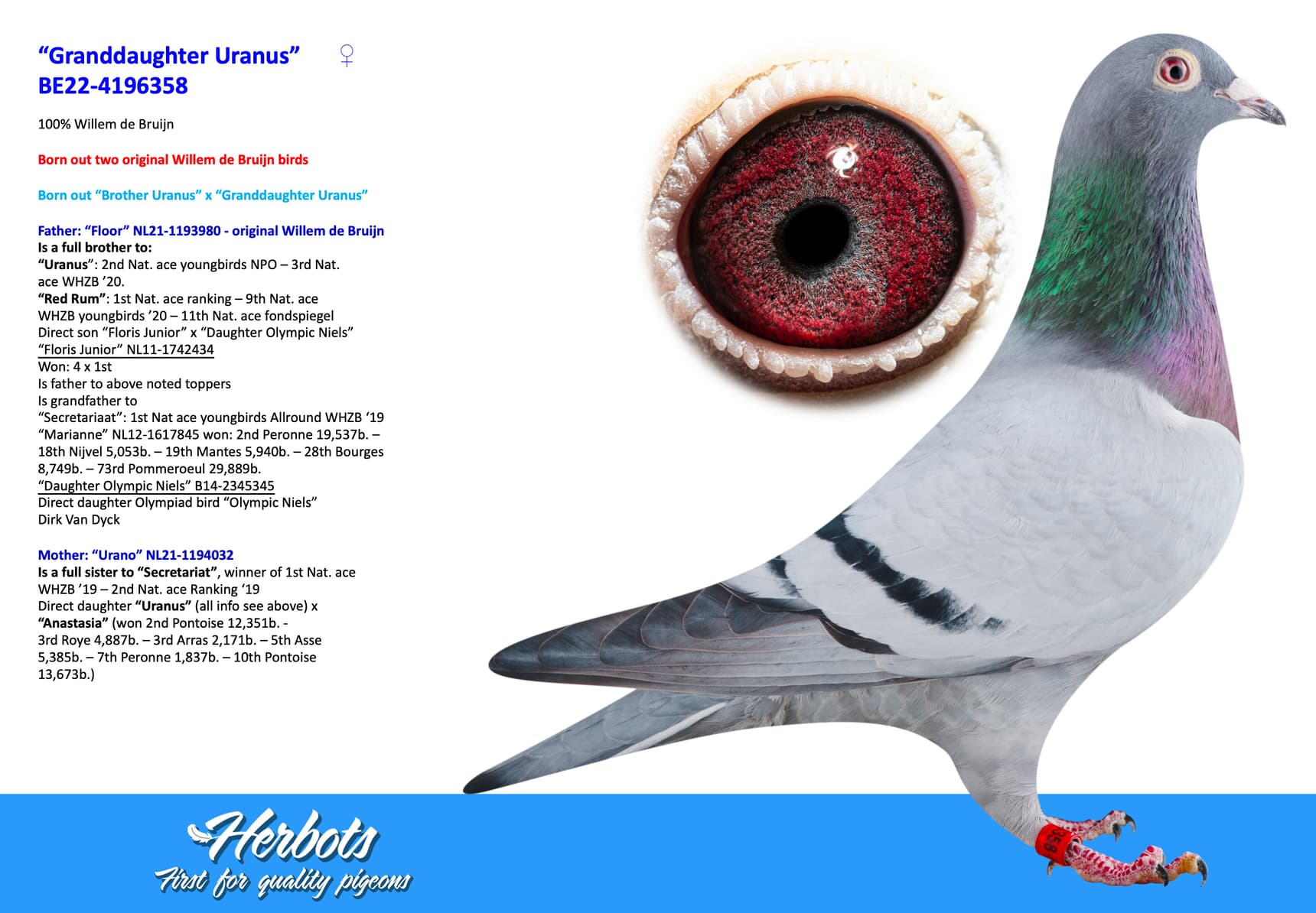 pigeon: undefined