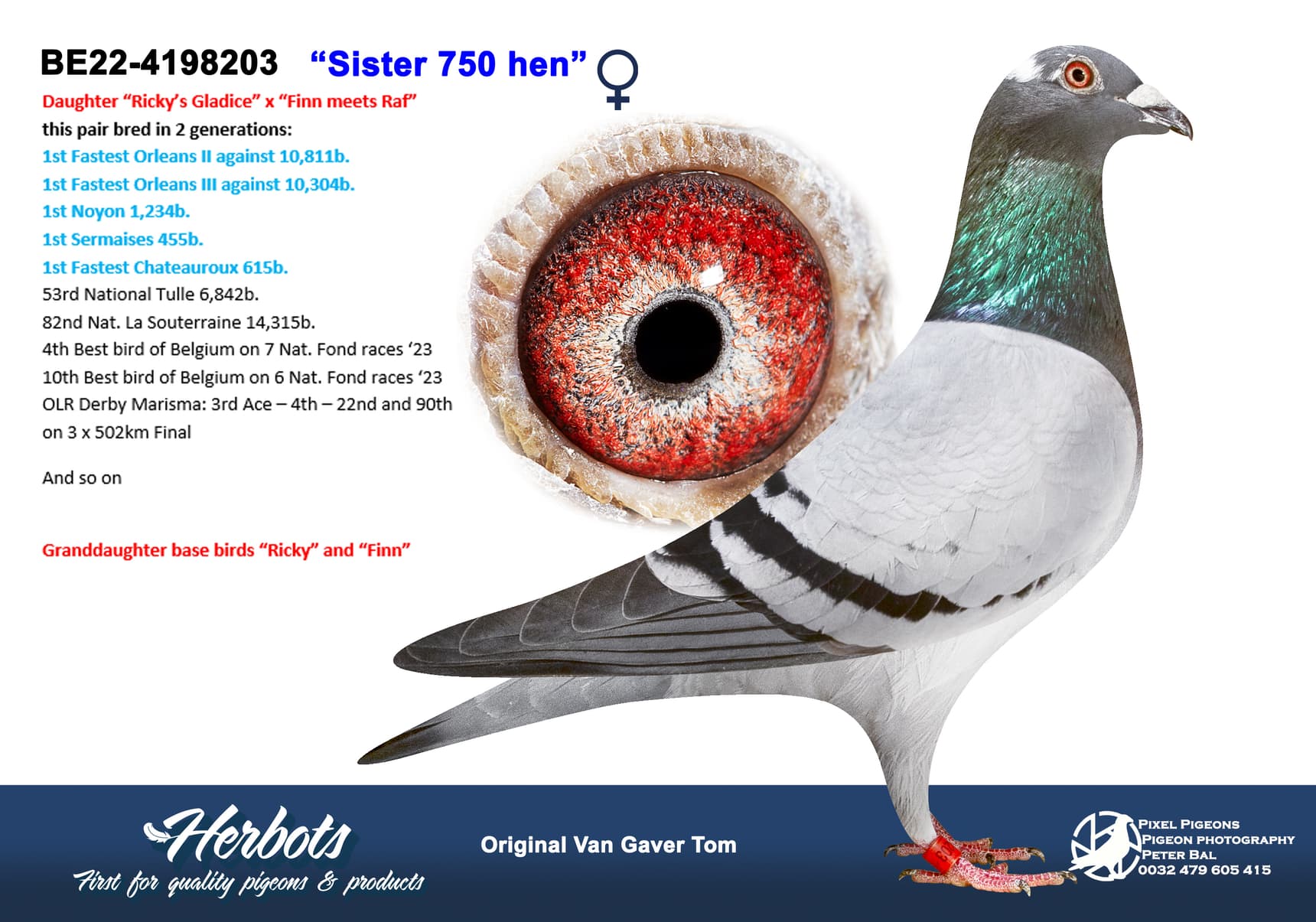 pigeon: “Sister 750 hen”