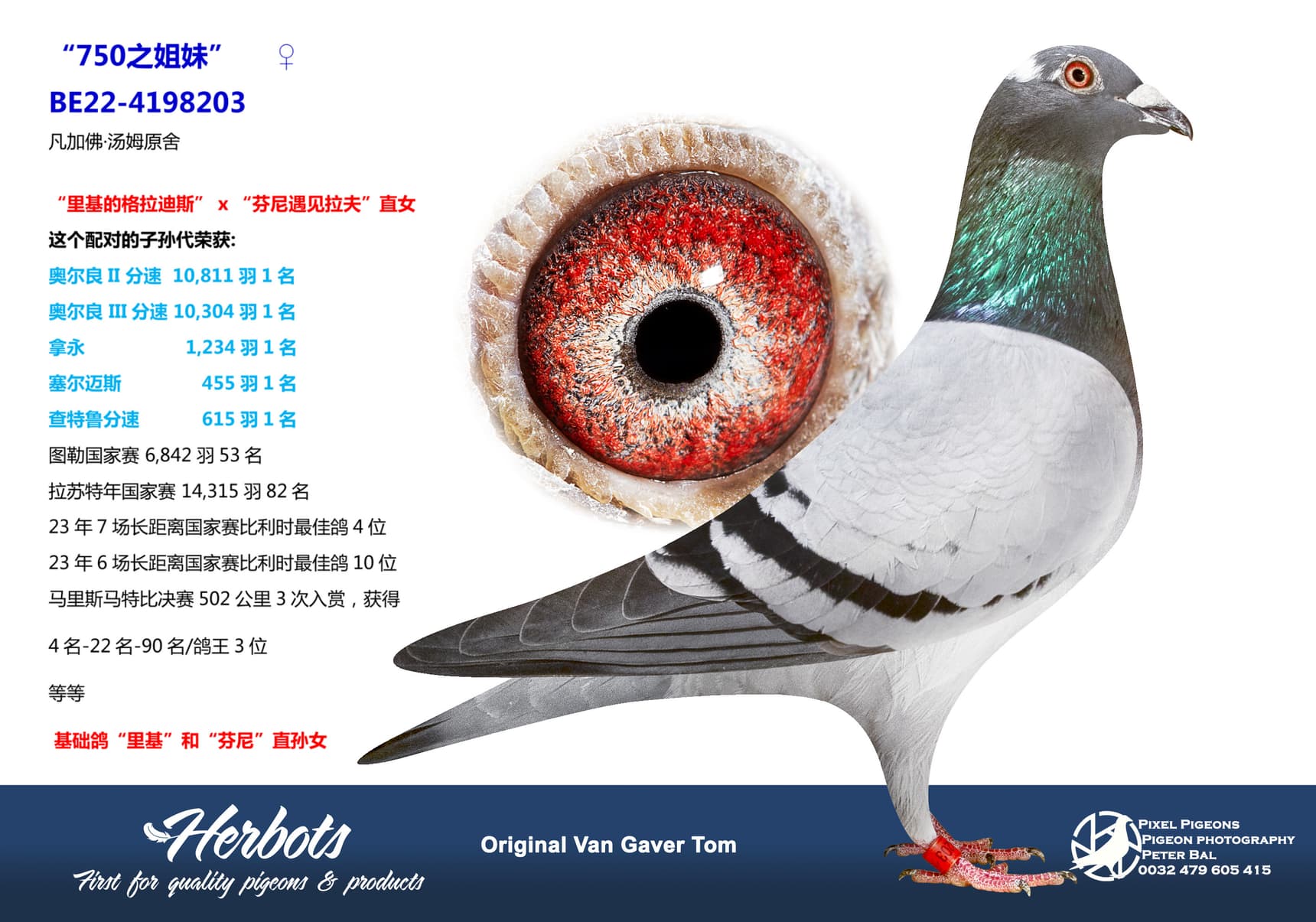 pigeon: undefined