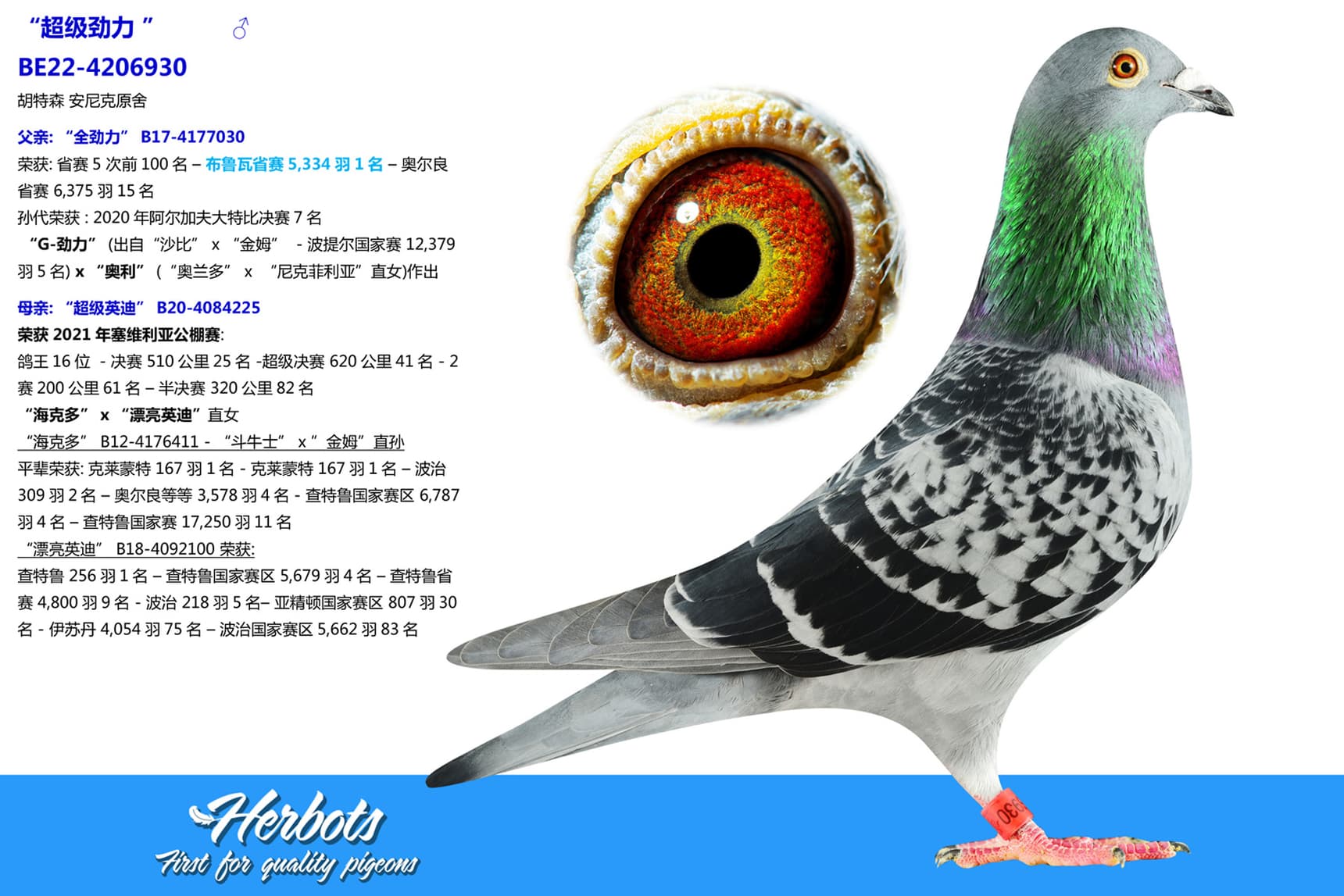 pigeon: “超级劲力 ”