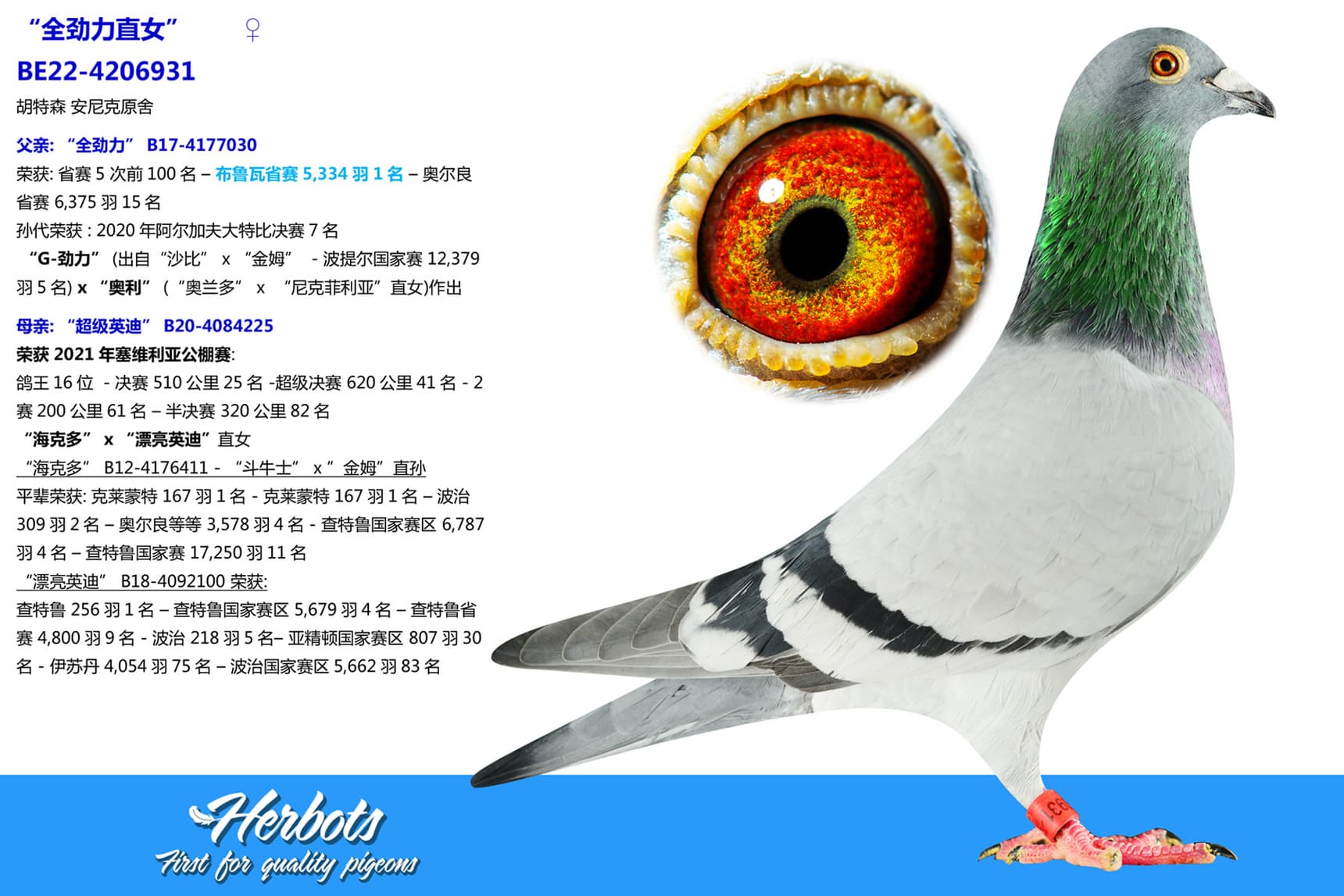 pigeon: “全劲力直女”