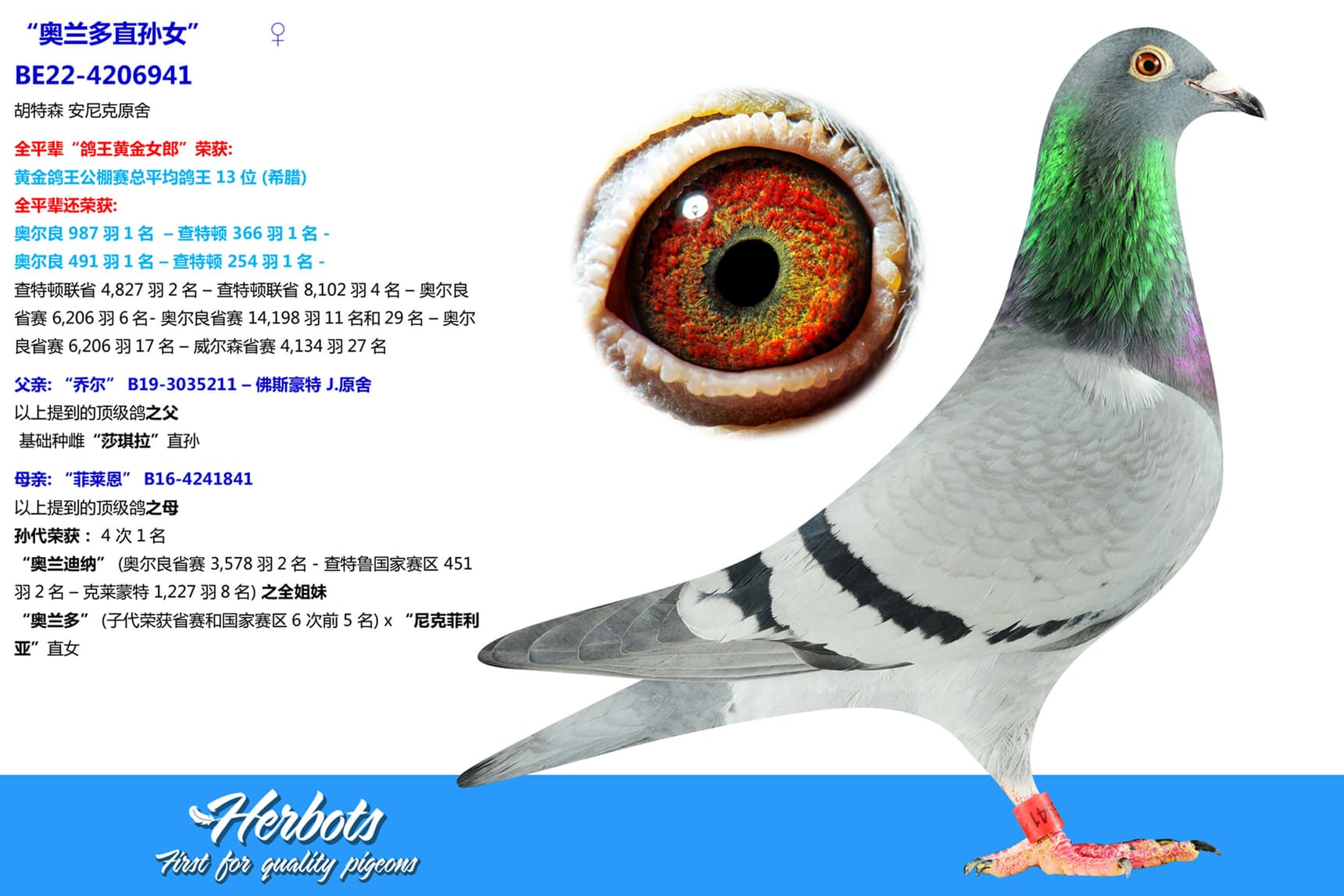 pigeon: “奥兰多直孙女”