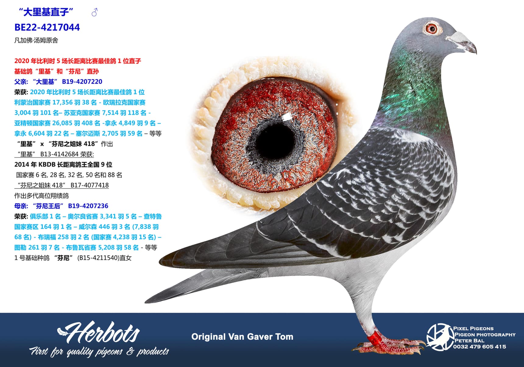 pigeon: undefined