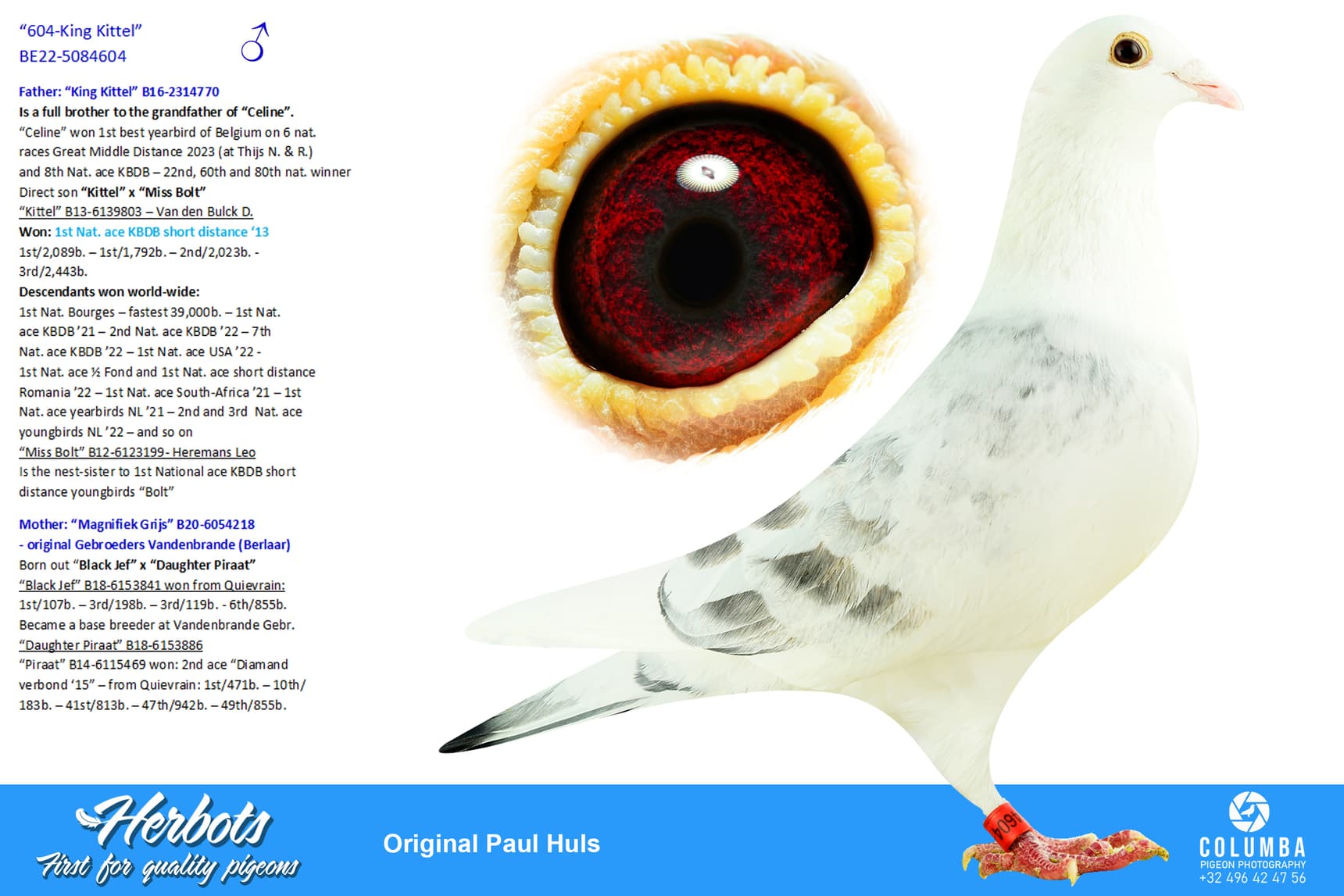 pigeon: “604-King Kittel”