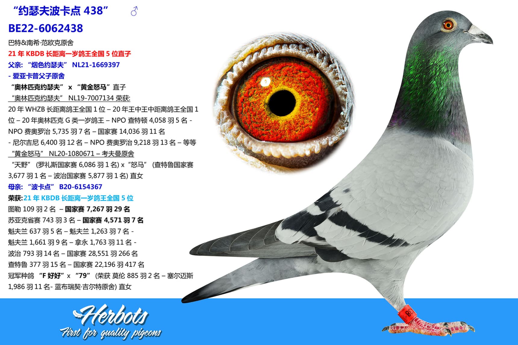 pigeon: undefined