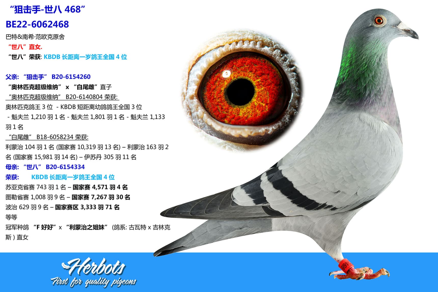 pigeon: undefined
