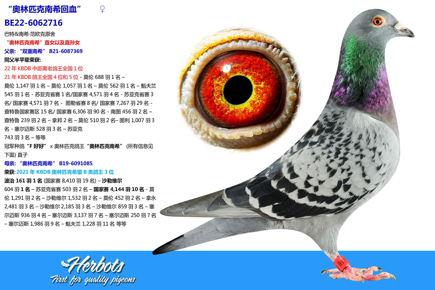 pigeon: undefined