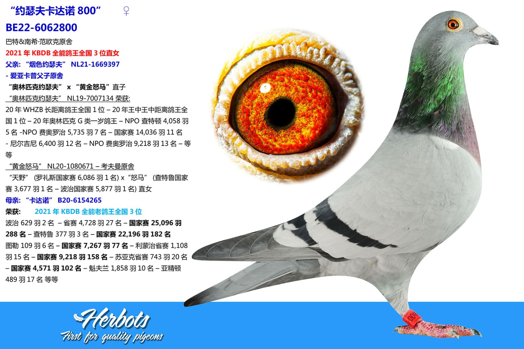 pigeon: undefined