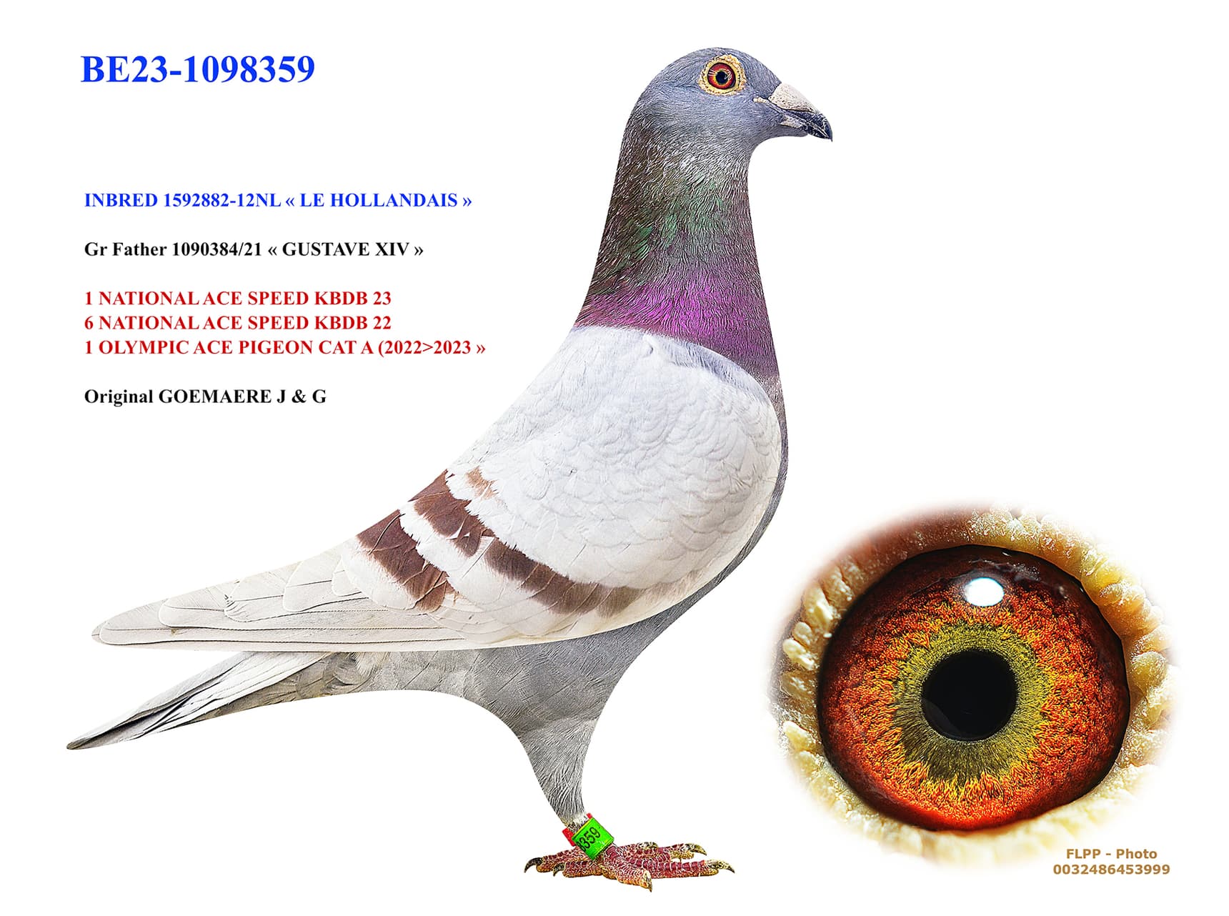 INBRED «LE HOLLANDAIS»